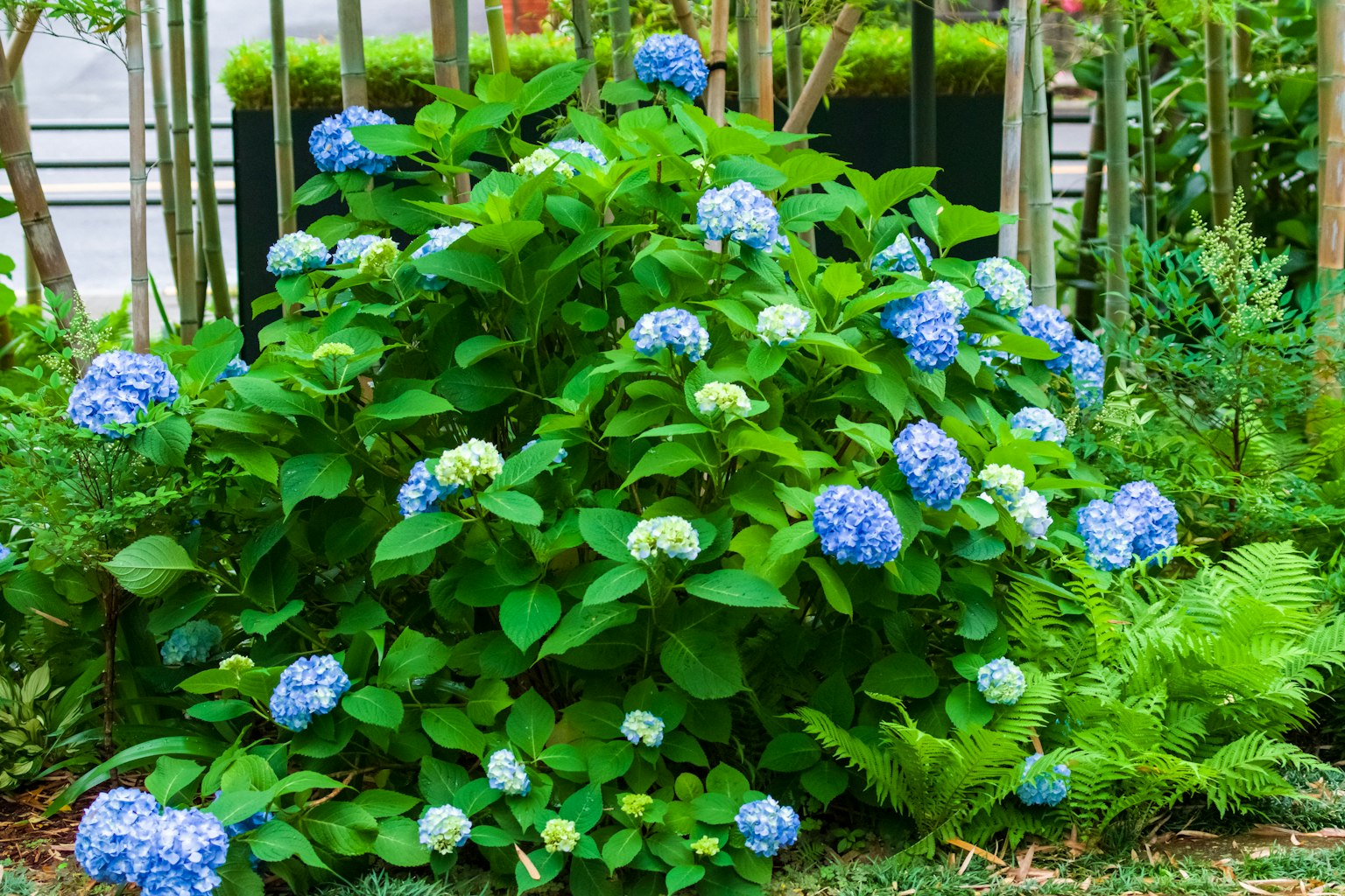 Cespuglio verde rigoglioso con fiori di ortensia blu in fiore
