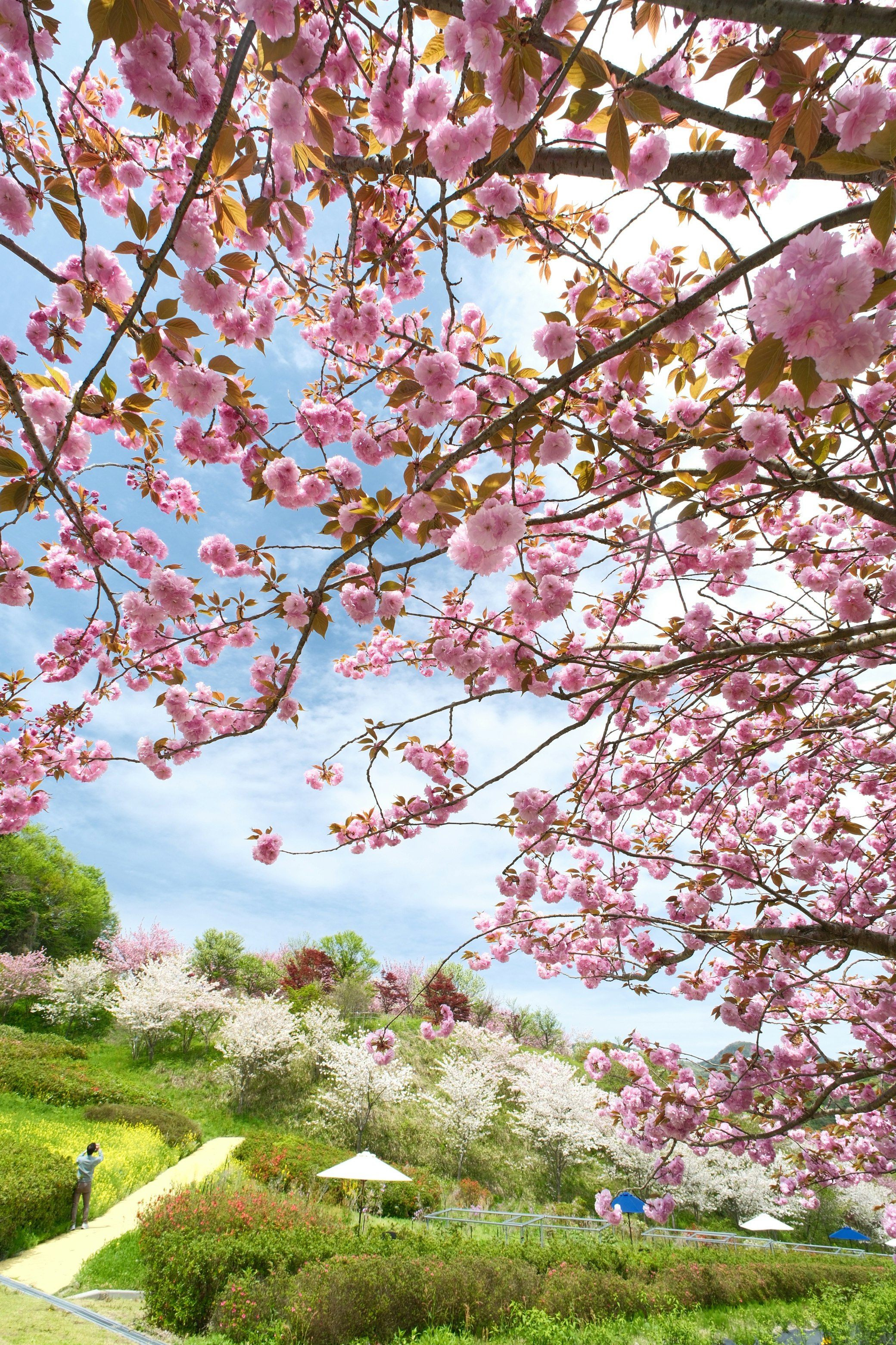 丘陵の小道と八重桜の花が咲く花郷okadaの庭