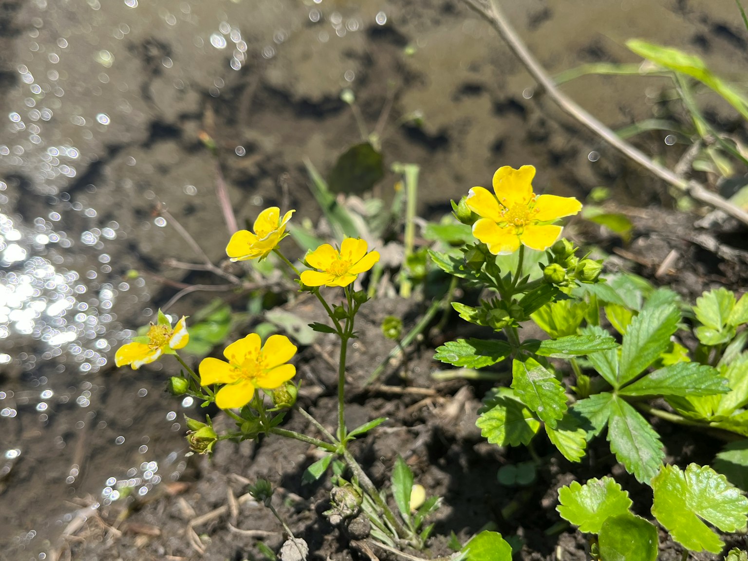 小黃花在水邊盛開