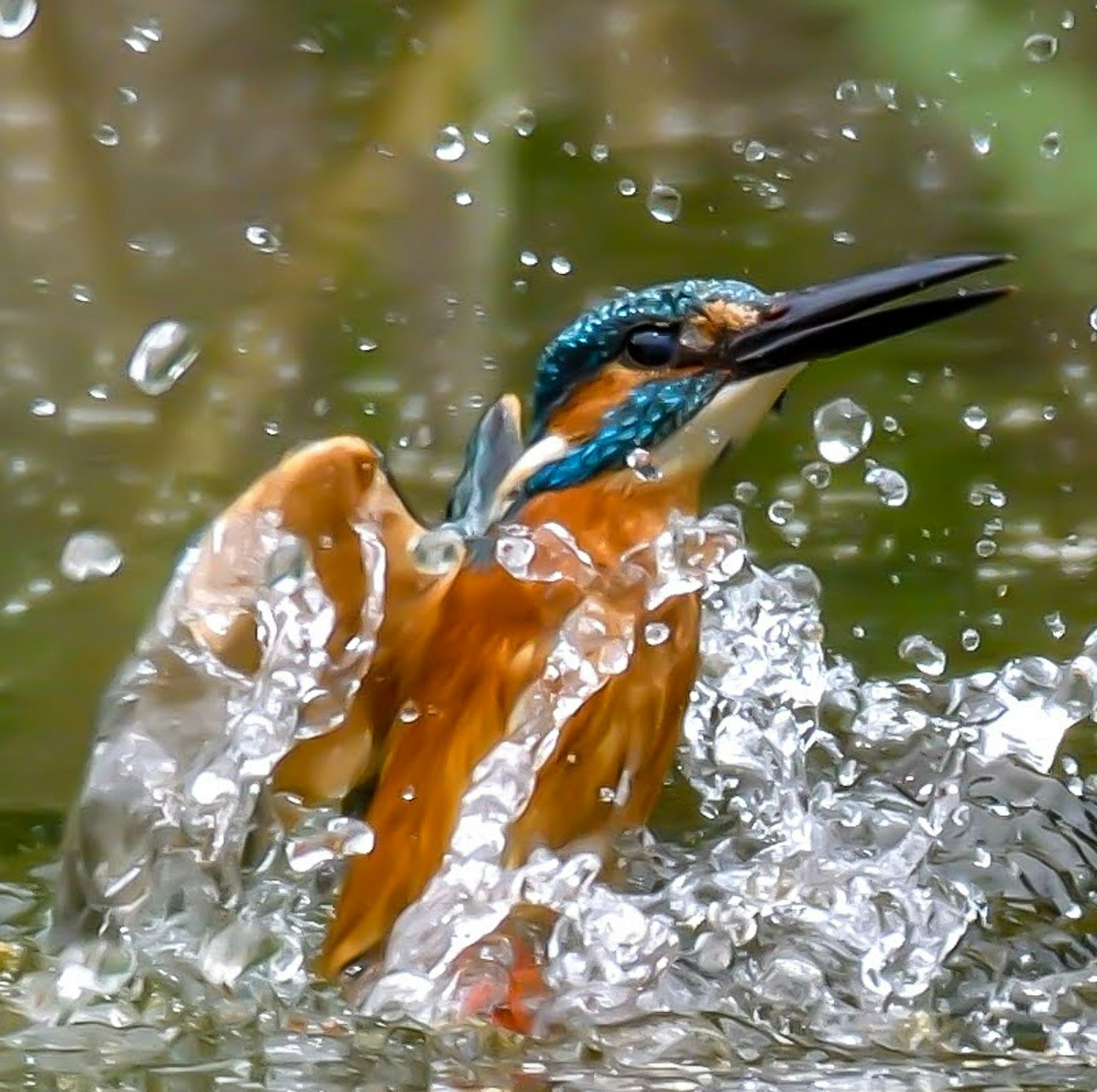 Un martin-pêcheur éclaboussant hors de l'eau montrant des couleurs vives et des gouttes