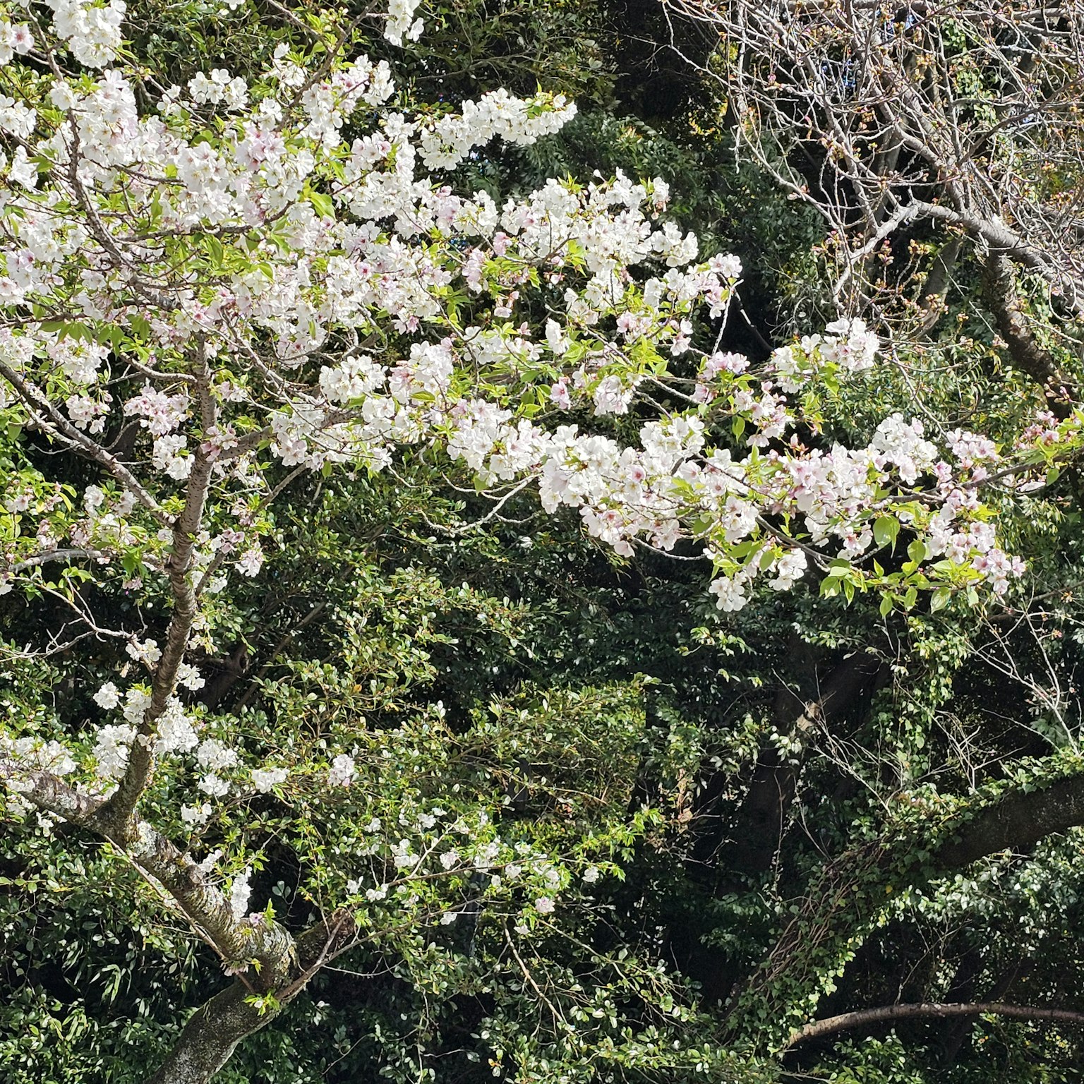 Arbre de cerisier avec des fleurs en fleurs et feuillage vert