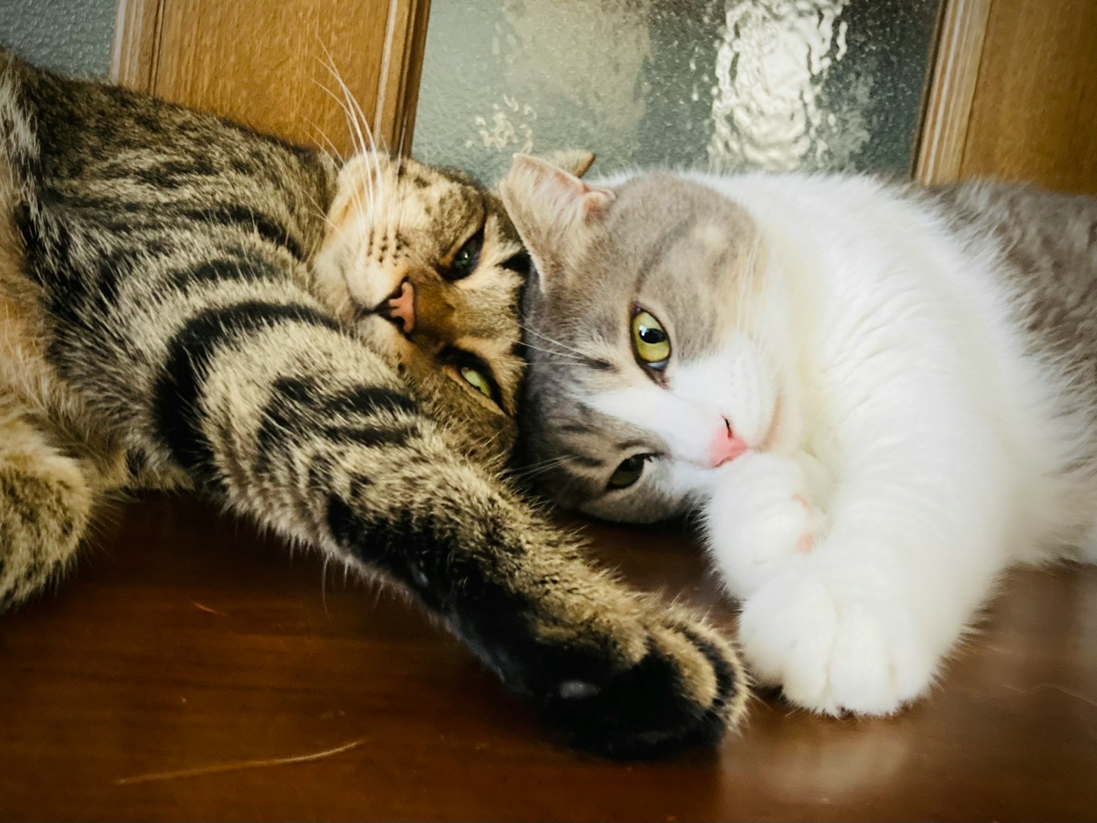 Due gatti che si abbracciano in una scena accogliente