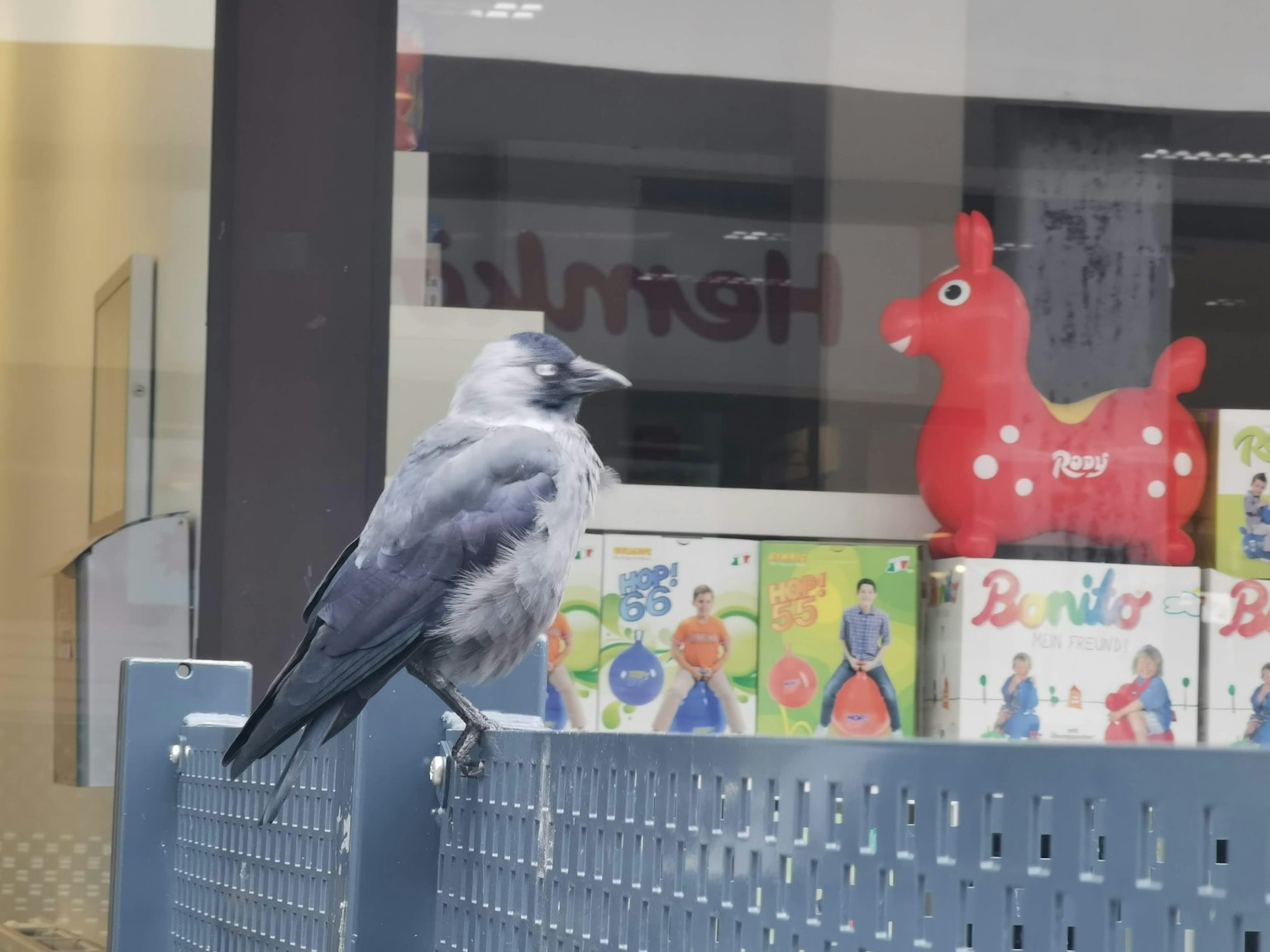 Ein grauer Vogel sitzt auf einem blauen Zaun bunte Spielzeuge sind im Hintergrund sichtbar