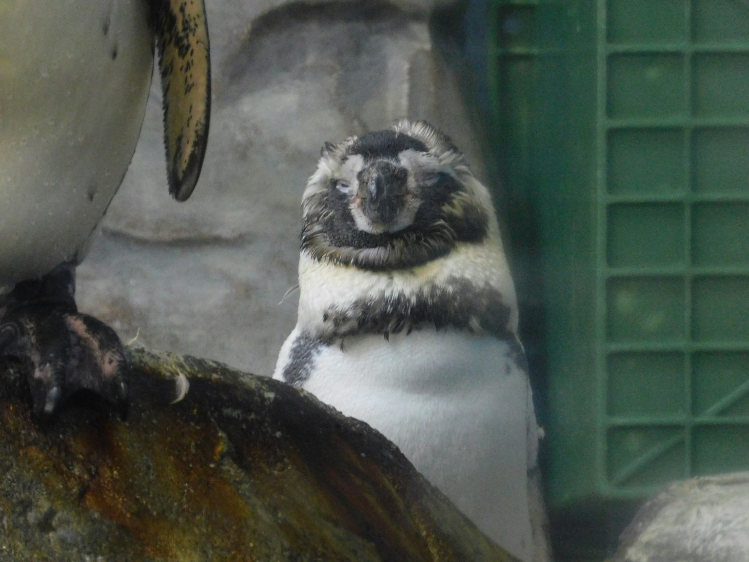 Ein Pinguin sitzt auf einem Felsen mit einem grünen Zaun im Hintergrund