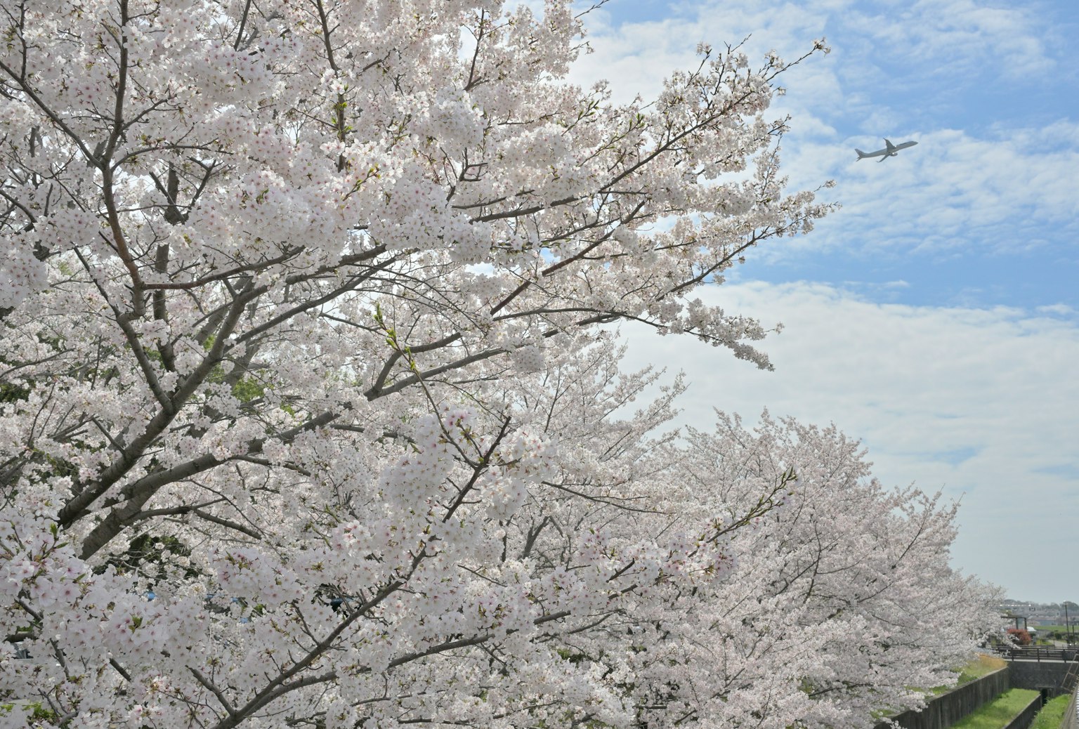 Pohon sakura yang mekar di bawah langit biru