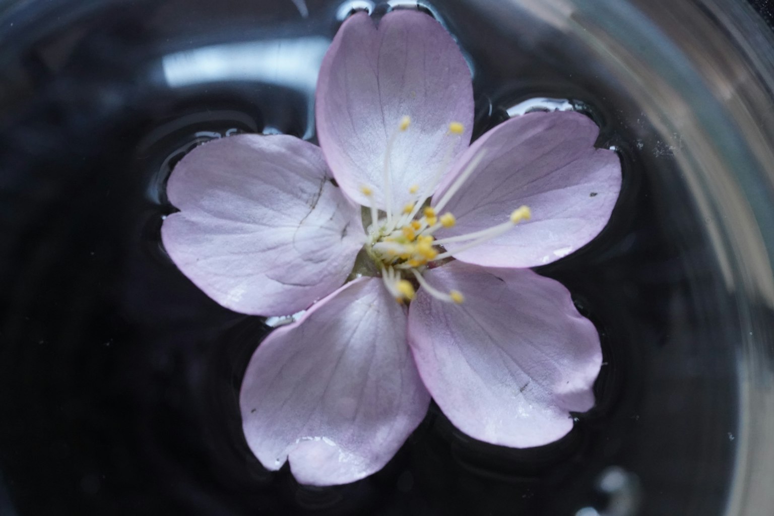 Primer plano de una flor de cerezo flotando en el agua
