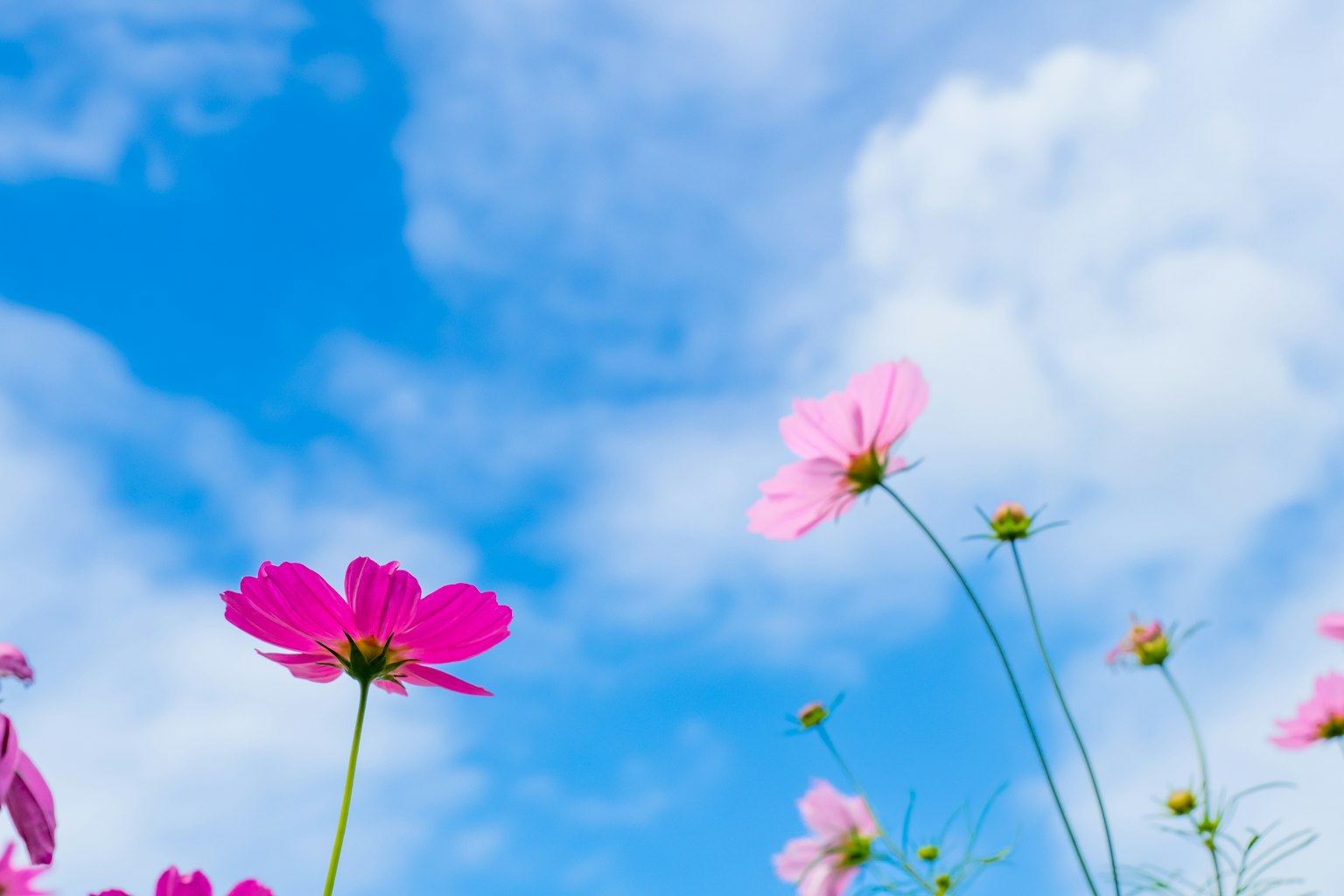 Hoa cosmos nhiều màu sắc dưới bầu trời xanh với mây trắng