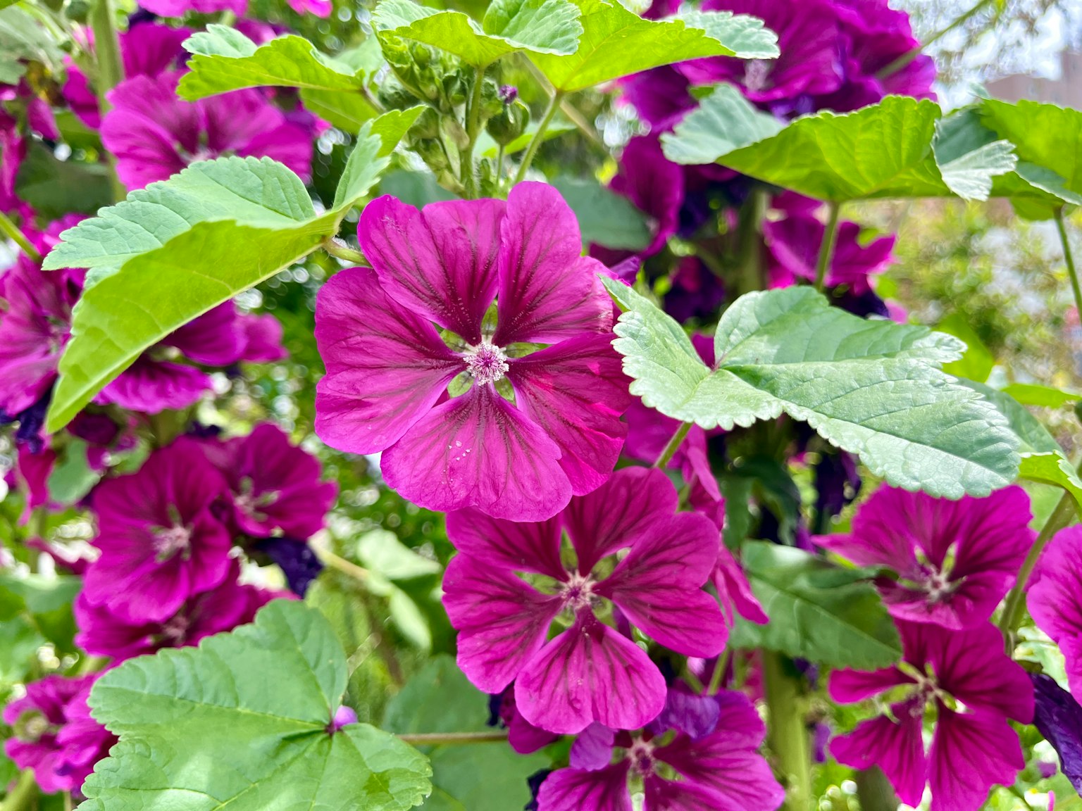 Acercamiento de flores moradas vibrantes en una planta verde