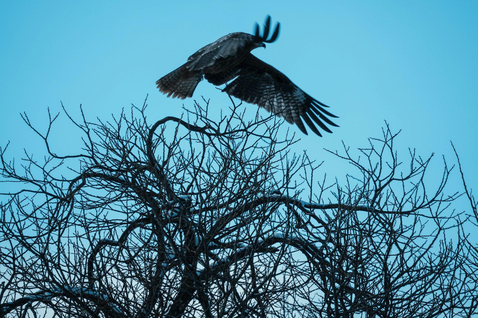 Un halcón volando contra un cielo azul con ramas en primer plano