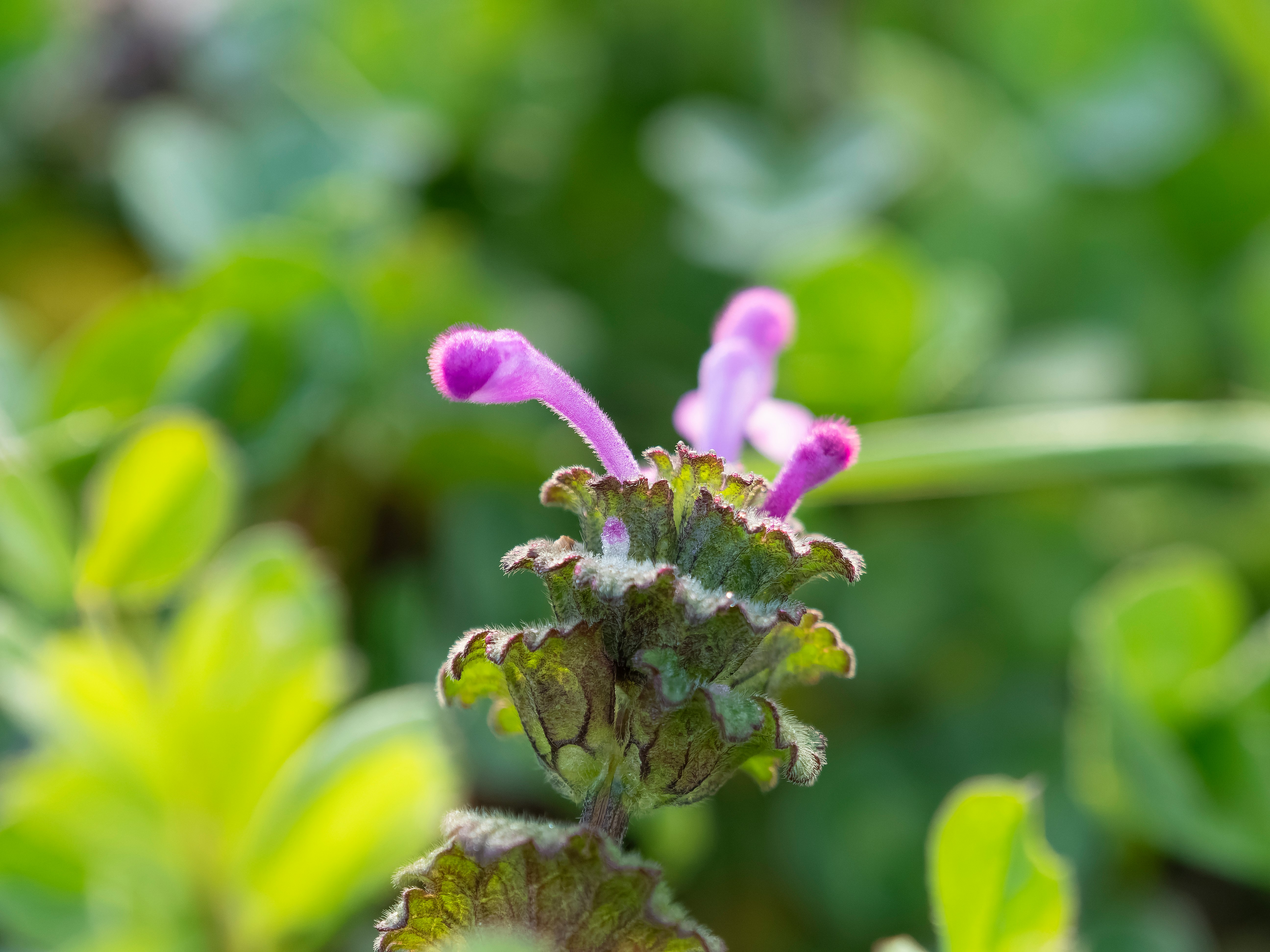 霜のついたホトケノザの花のアップ