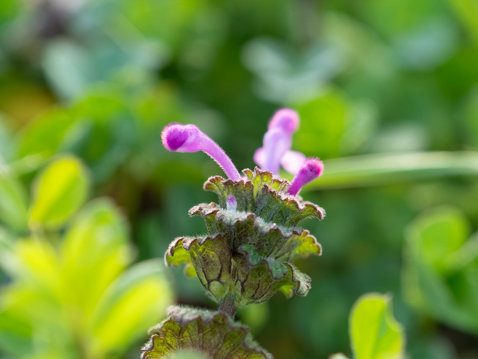 Acercamiento de una planta con hojas verdes y flores moradas