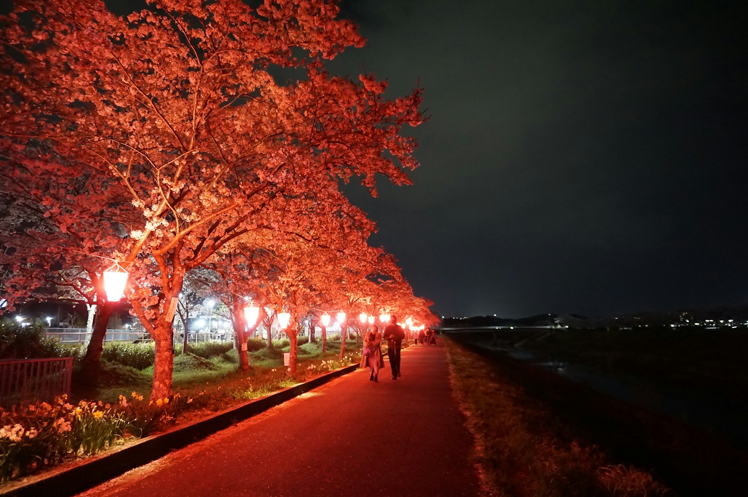 People walking under cherry blossom trees at night lined with red lanterns
