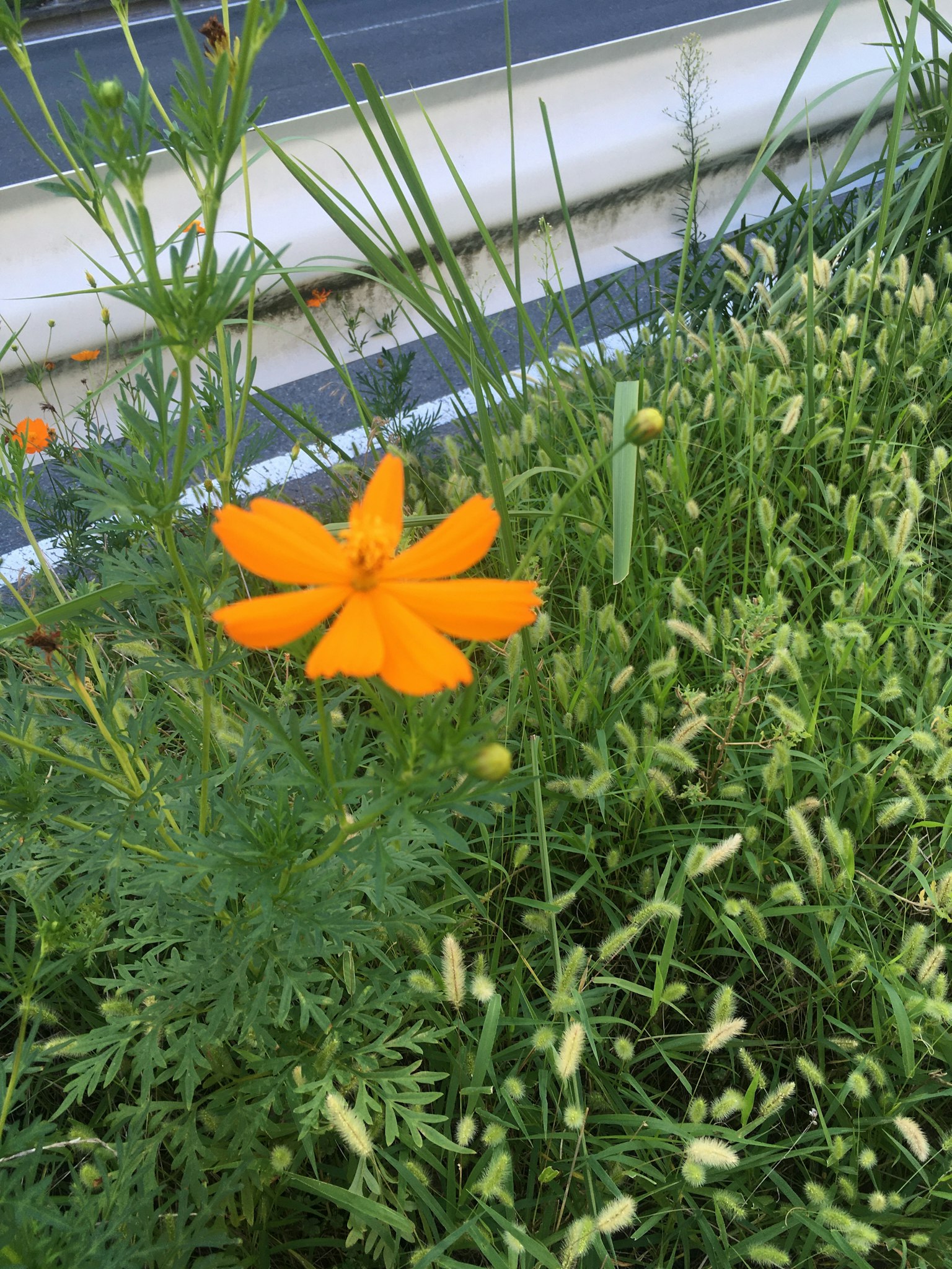 Une fleur orange vif fleurissant parmi l'herbe verte