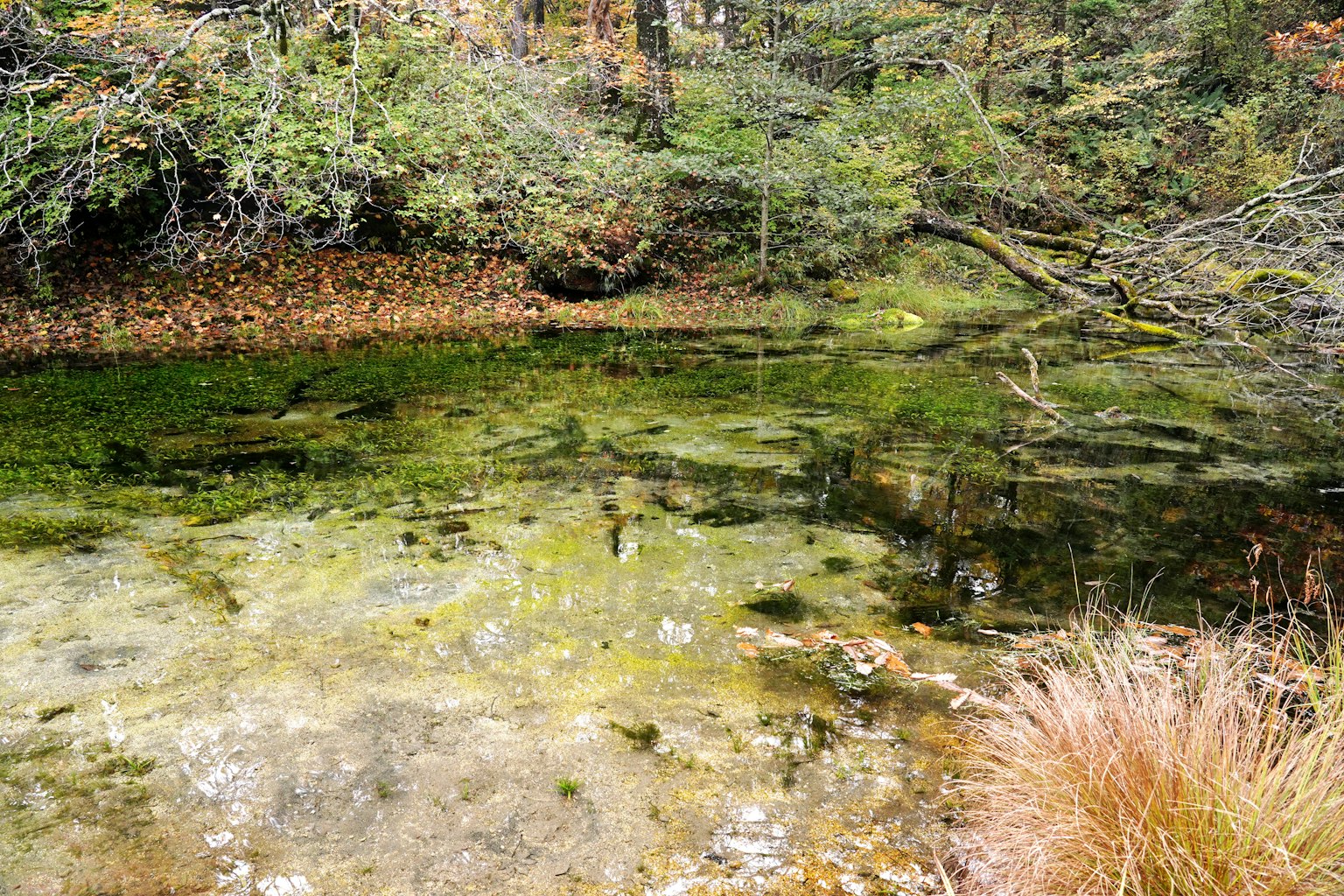 Estanque sereno con superficie de agua tranquila rodeado de vegetación exuberante