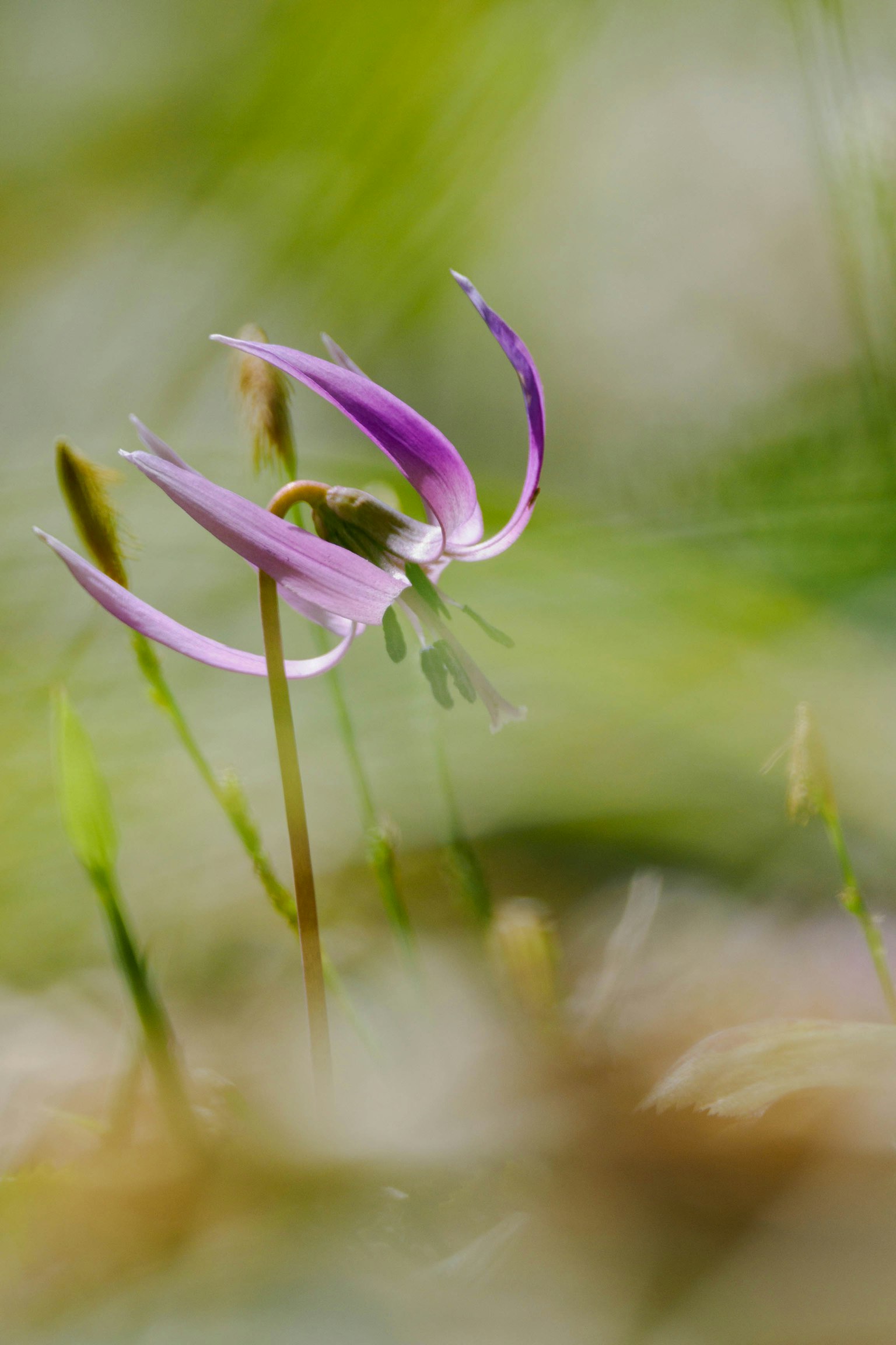 Gros plan d'une fleur violette épanouie sur un fond vert doux