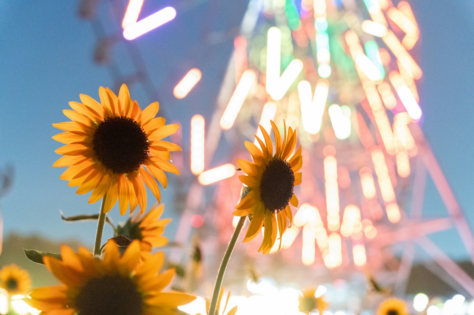 Tournesols au premier plan avec une grande roue colorée en arrière-plan