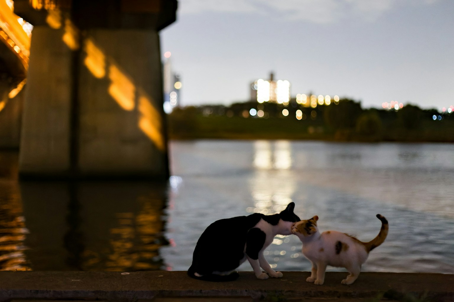 Due gatti che si toccano vicino al fiume sotto un ponte di notte