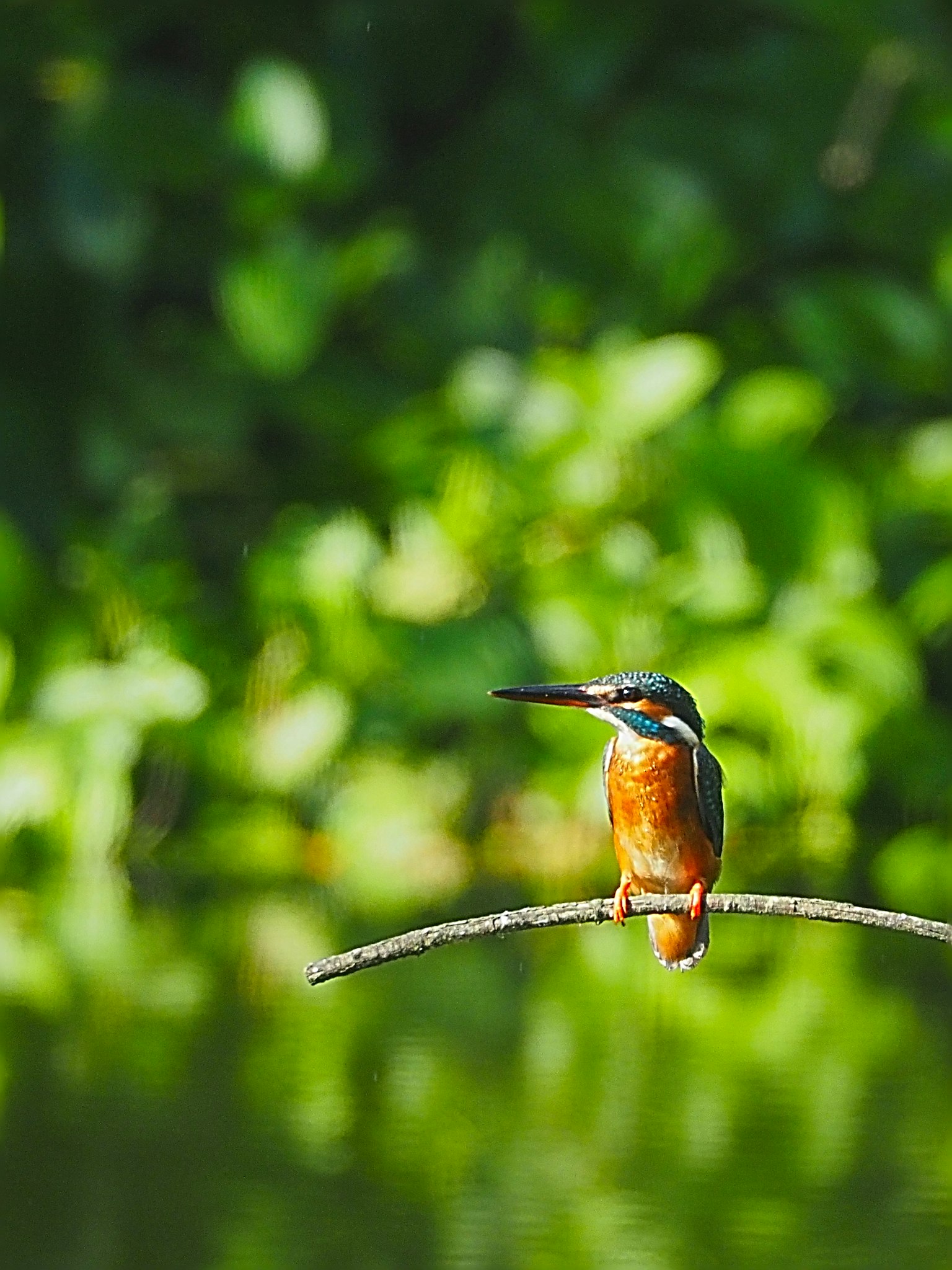นกกาน้ำสีส้มและสีน้ำเงินสดใสเกาะอยู่บนกิ่งไม้โดยมีใบไม้สีเขียวเป็นพื้นหลัง