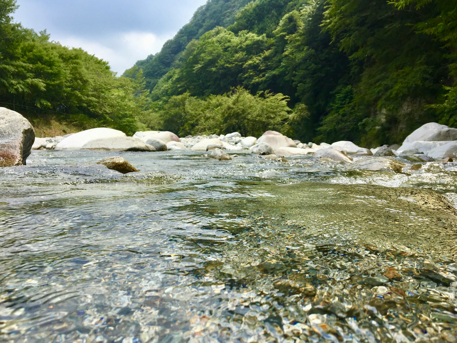 Ein ruhiger Fluss, der durch üppig grüne Bäume fließt