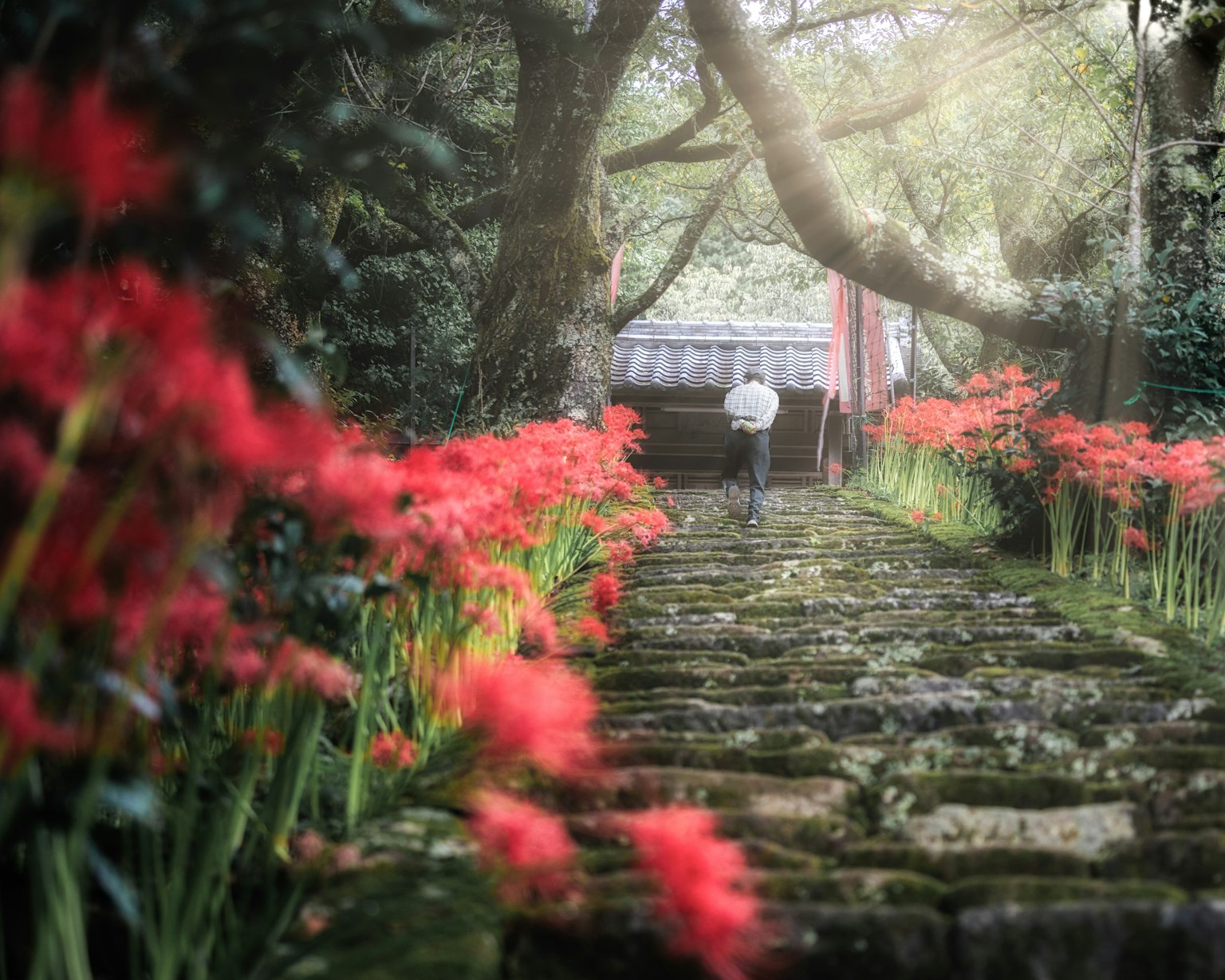 Person walking on stone steps lined with red flowers and trees