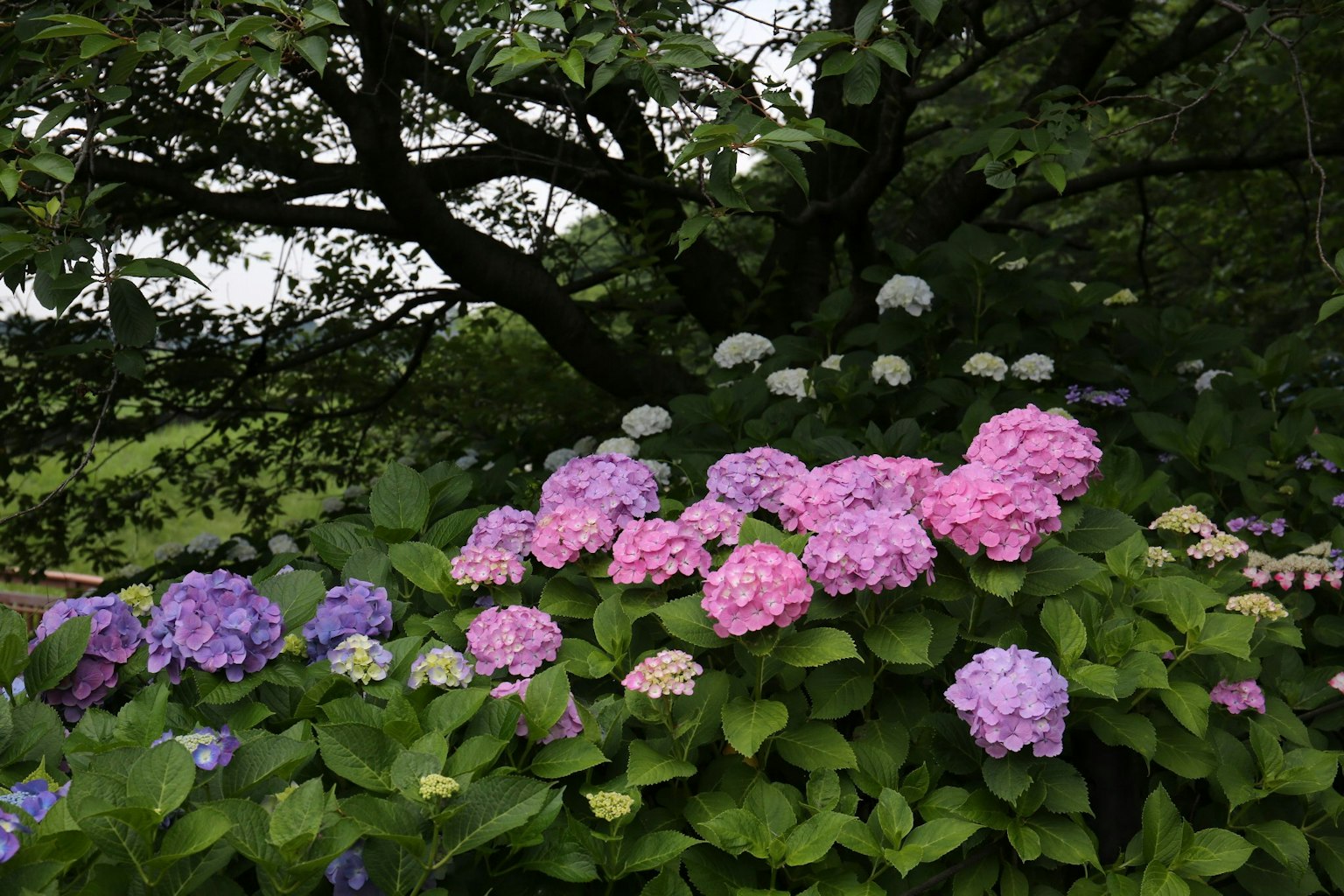 Eine lebendige Darstellung von Hortensien in verschiedenen Farben, die in einem Garten blühen
