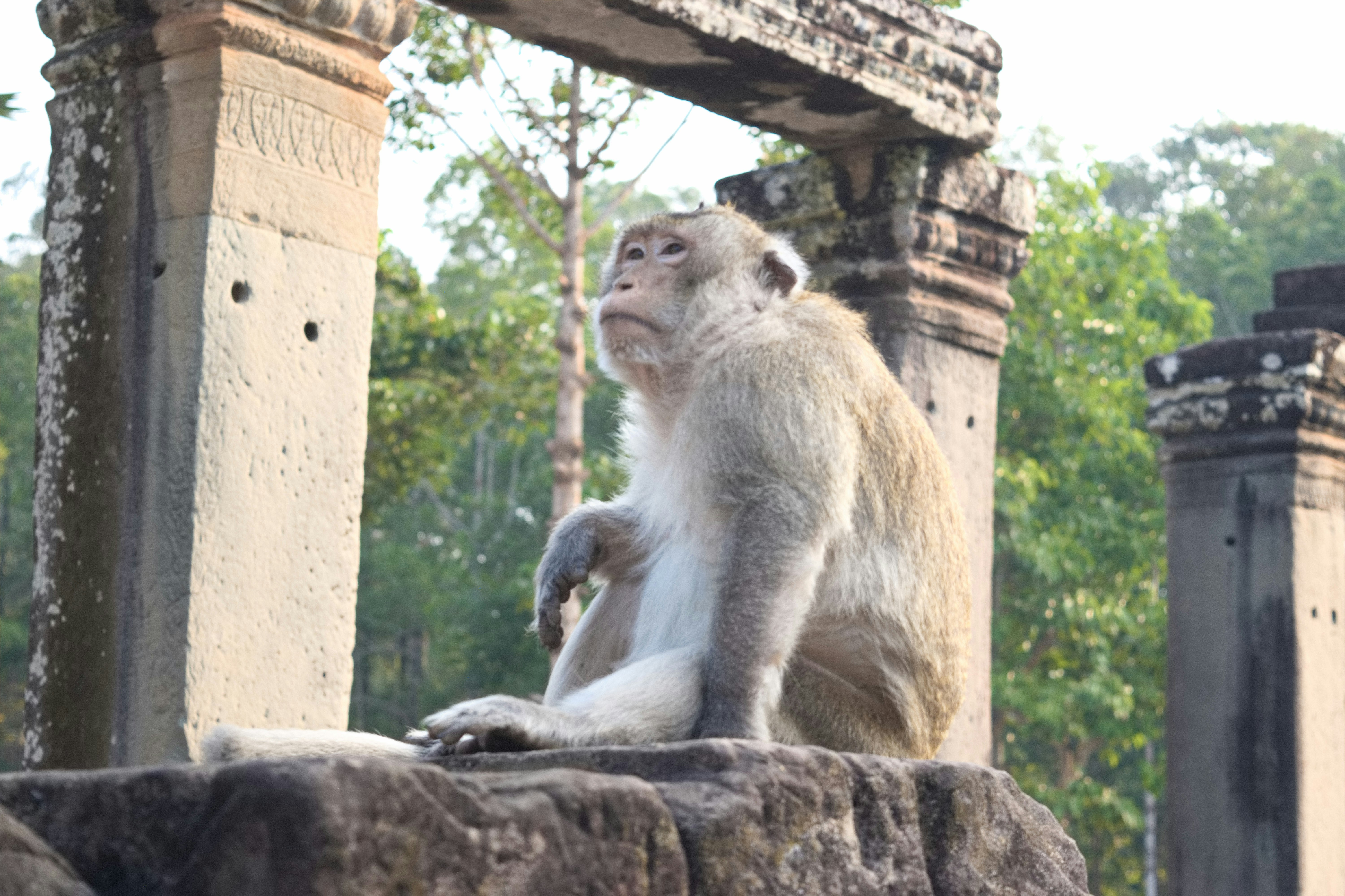 a primate resembling a Barbary macaque sitting on stone pillars