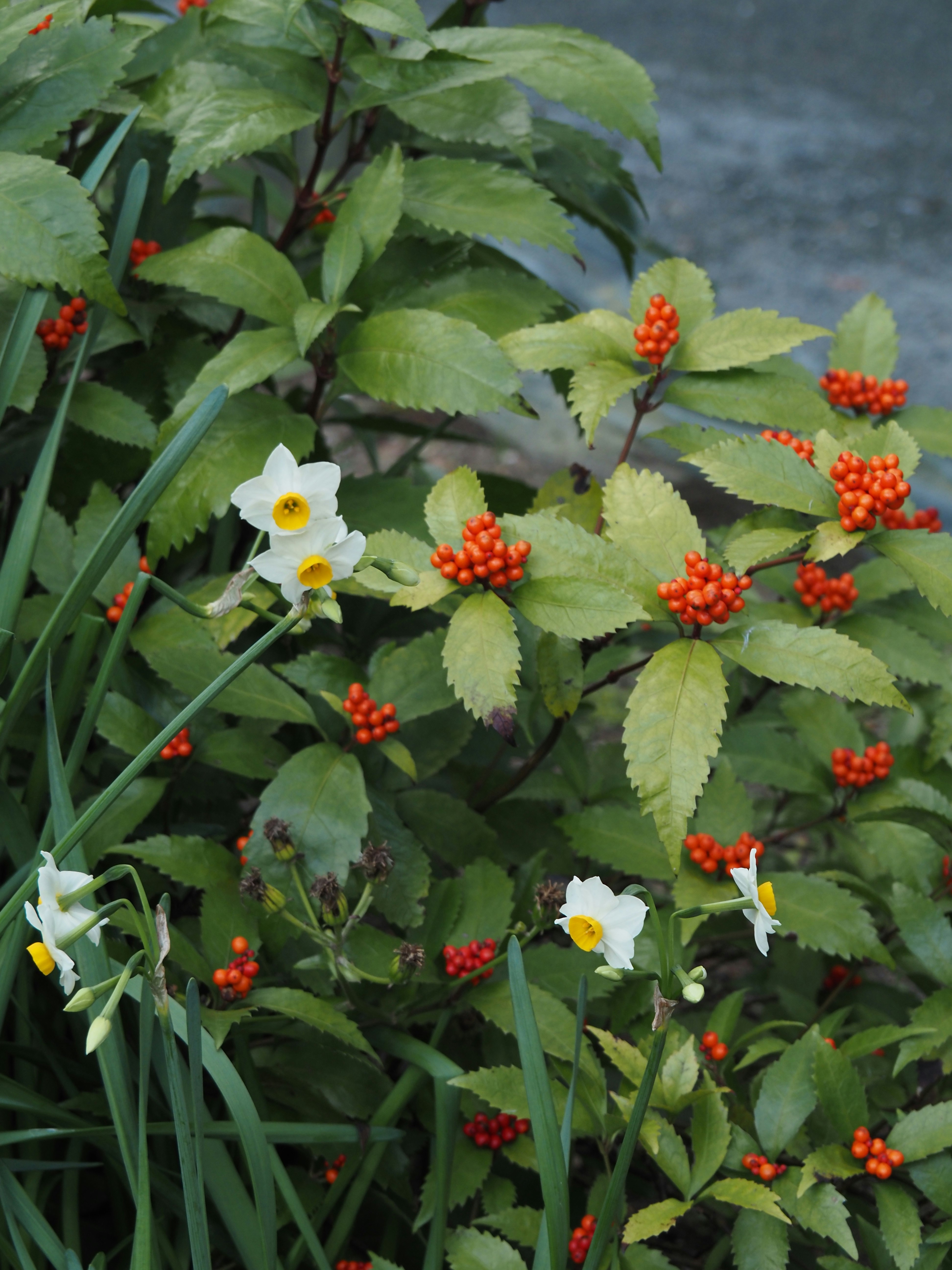 Weiße Narzissenblüten und Nandina-Beeren im Garten
