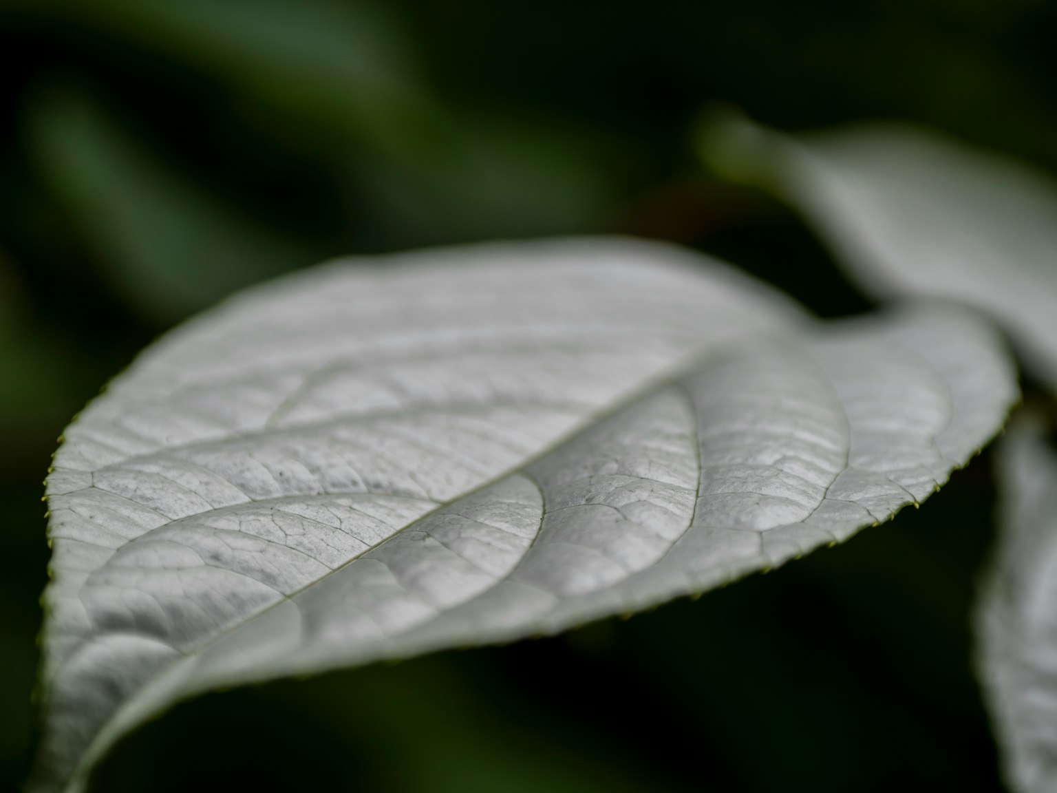 Close-up of a white leaf against a green background