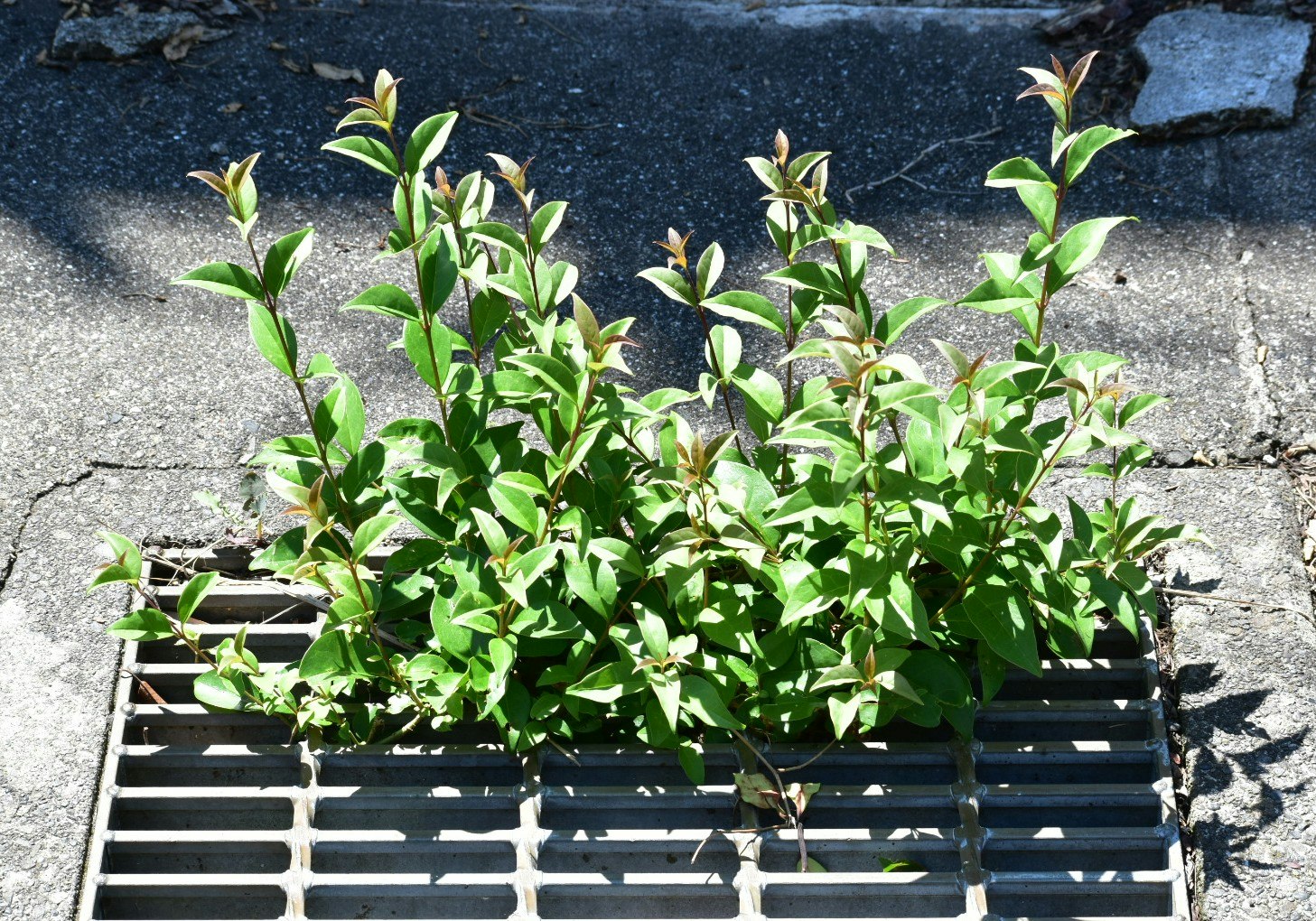 グレーチングの隙間から伸びる雑草