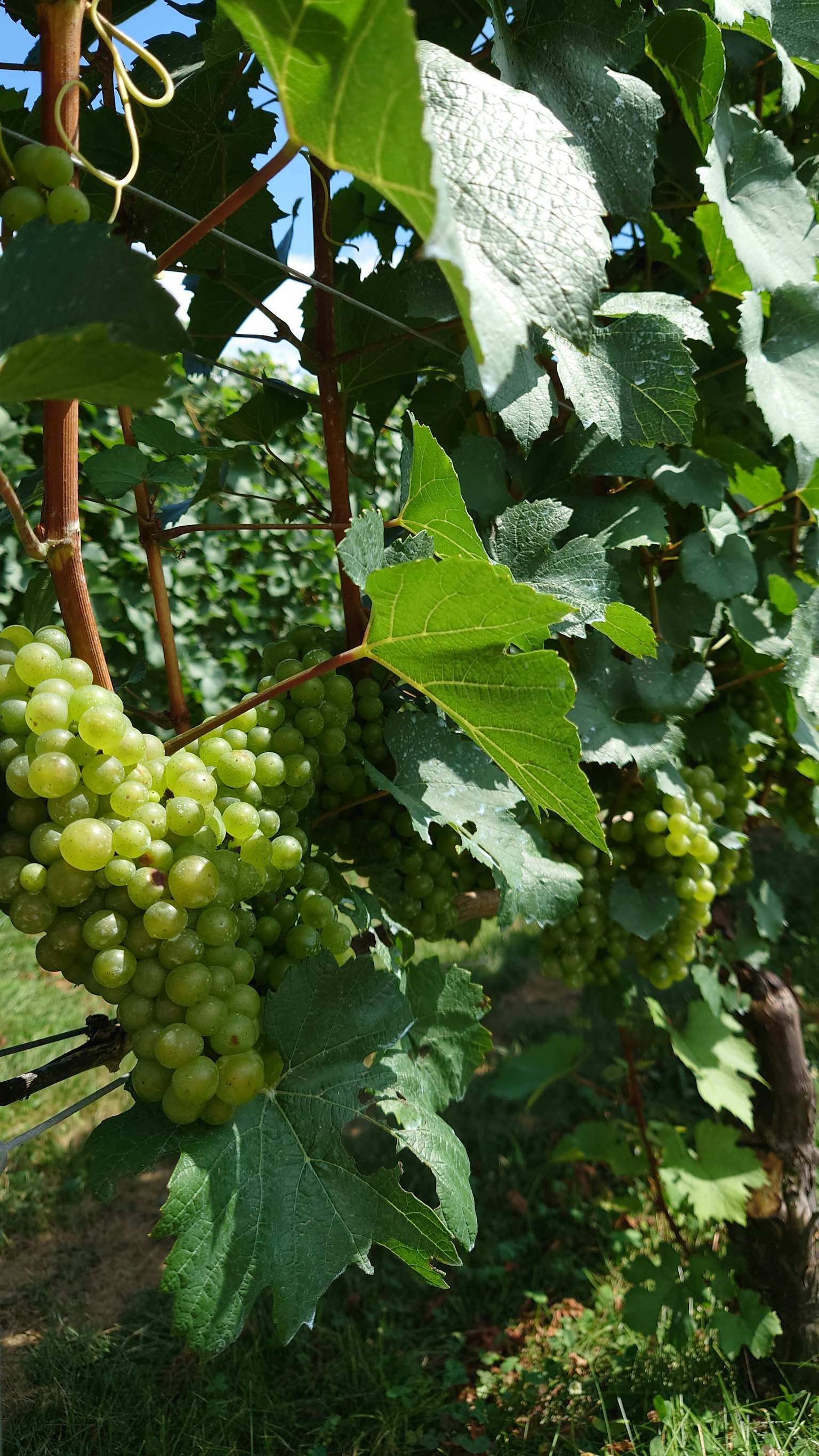 A close-up of green grapes growing on a vine in a vineyard