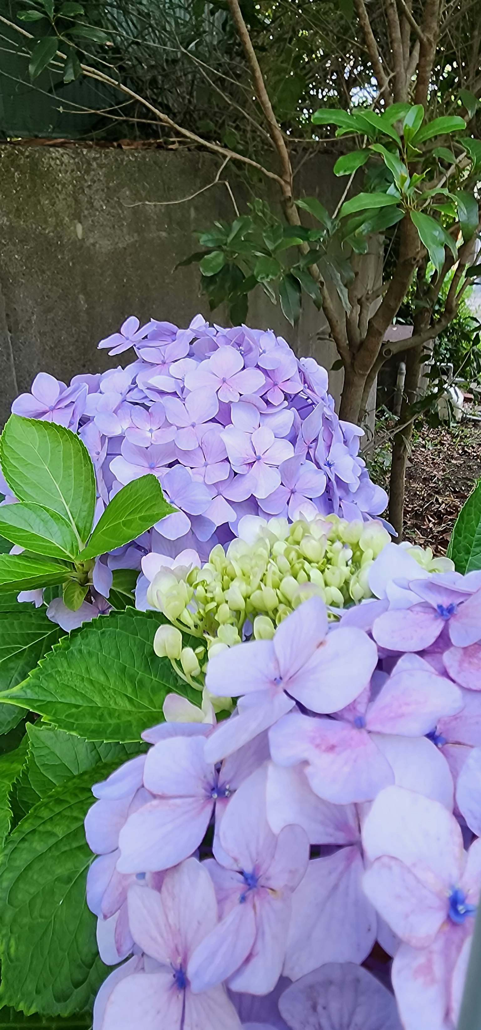 Un groupe de fleurs d'hortensias violettes dans un jardin