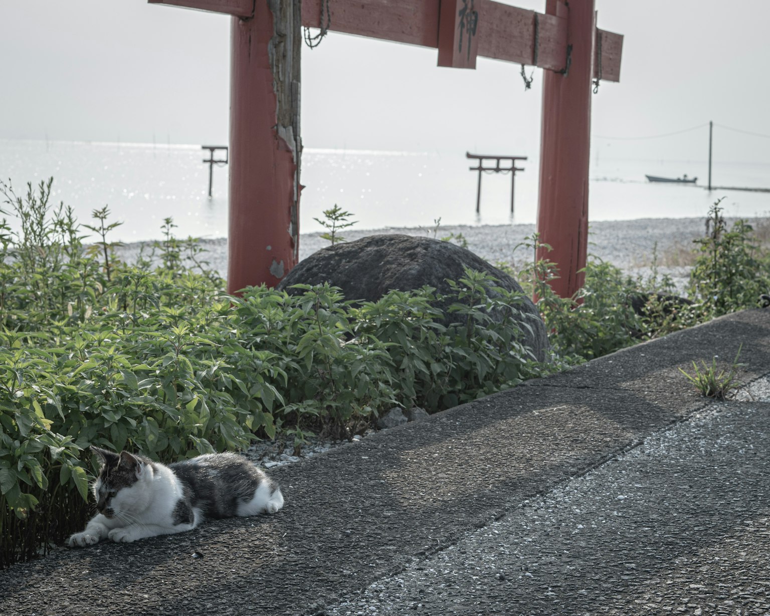 A cat lounging near a red torii gate by the seaside with greenery
