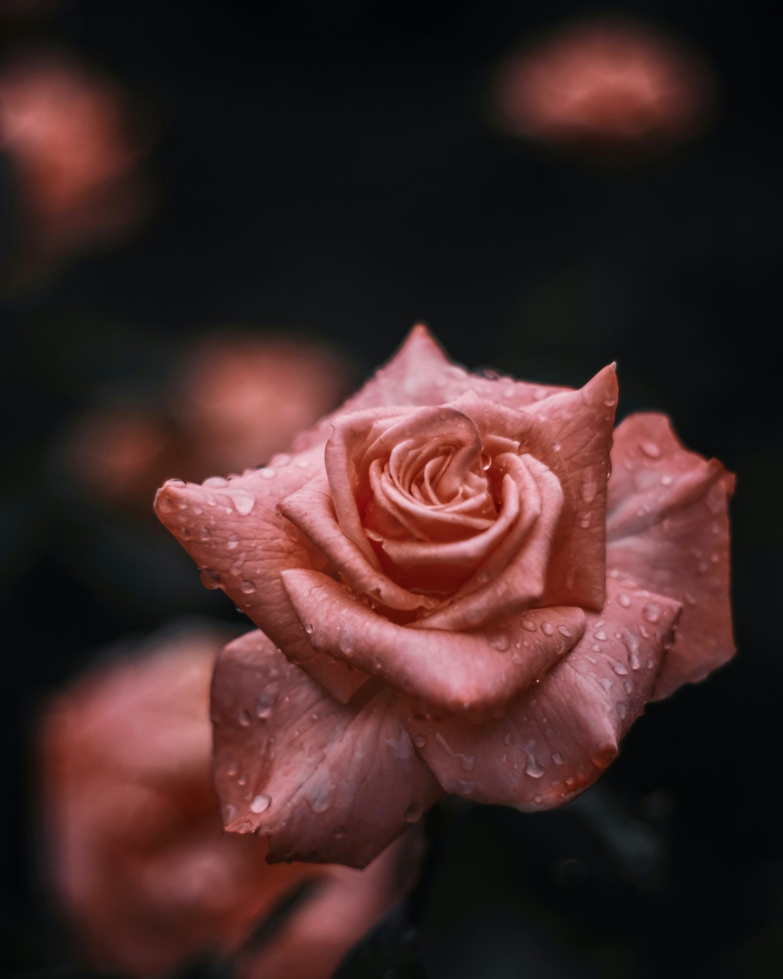 Magnifique rose rose avec des gouttes d'eau en fleur