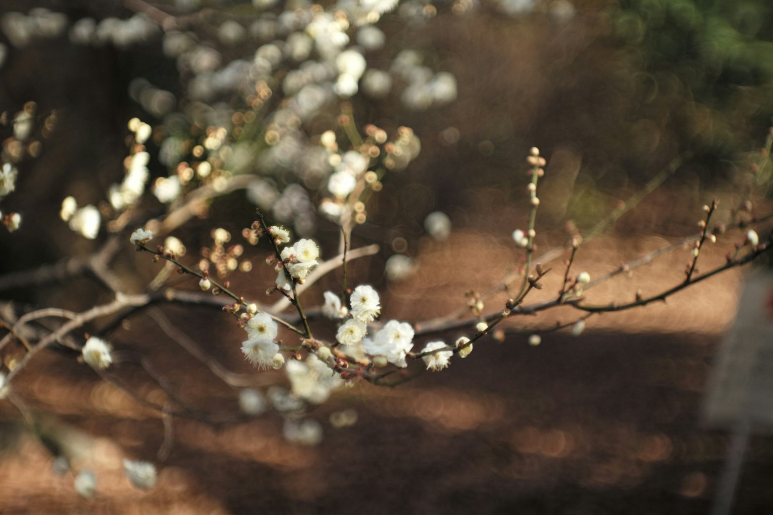Branch with white flowers and blurred background