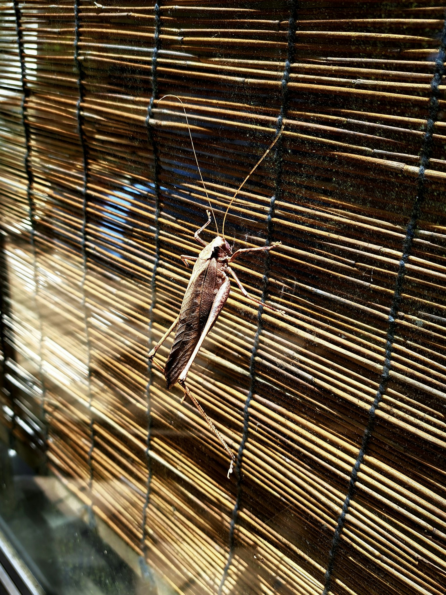 Serangga bertengger di tirai bambu
