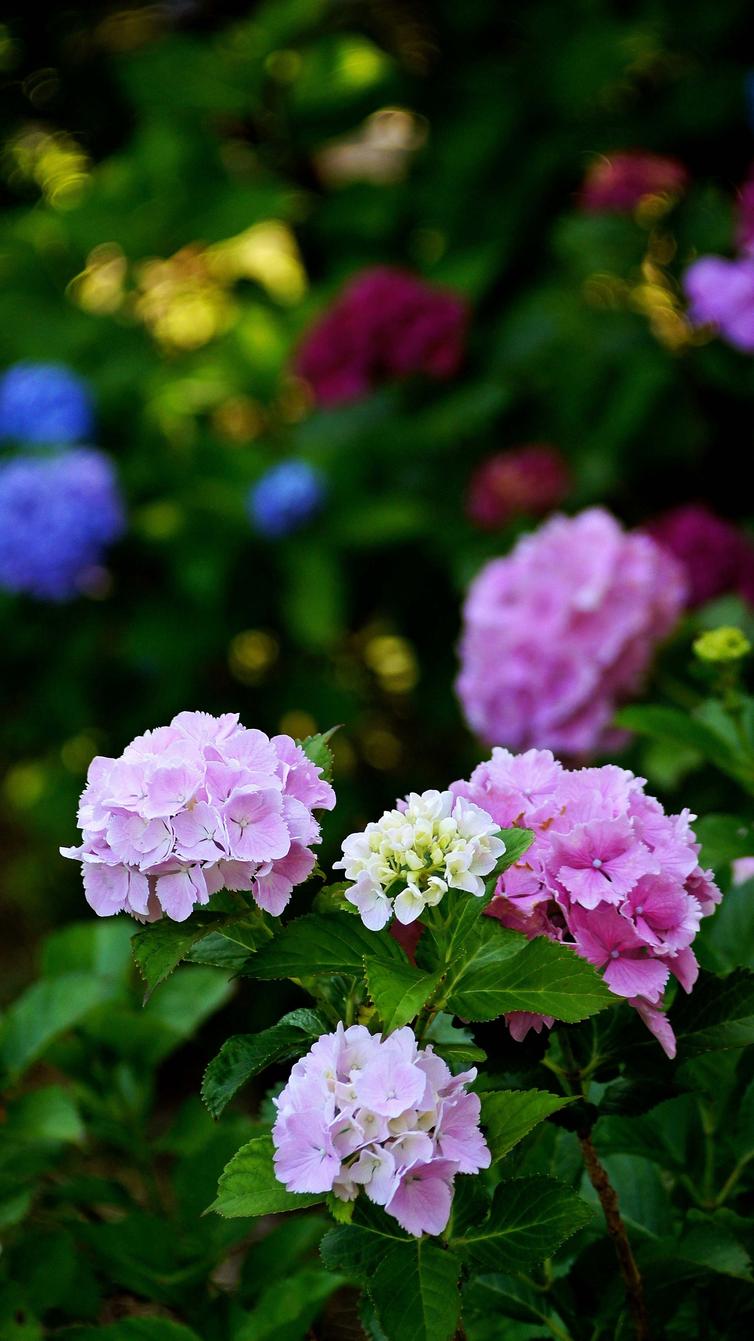 Fleurs d’hortensias roses avec un arrière-plan de jardin flou
