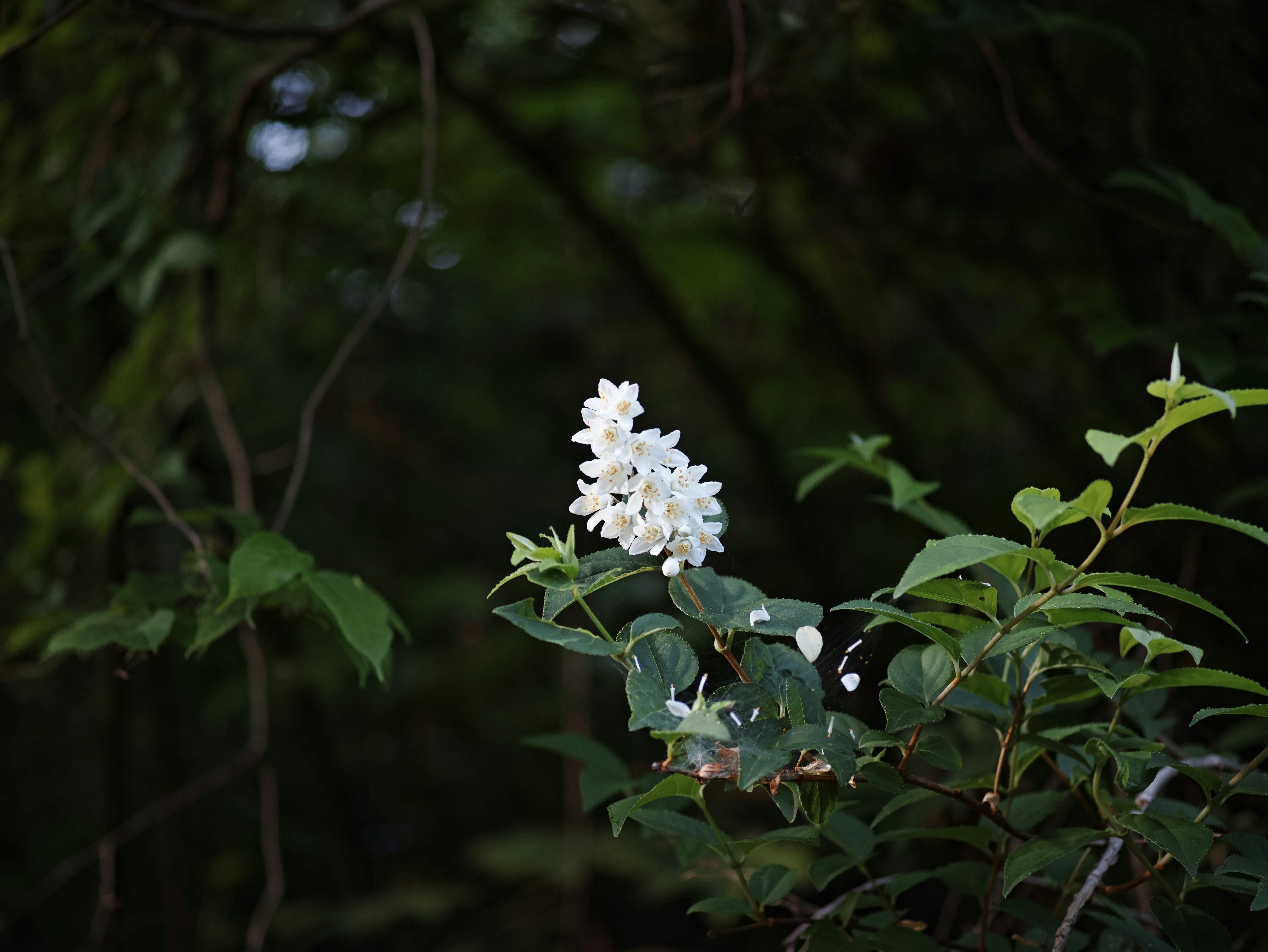 木陰で咲く白い花と葉のクローズアップ