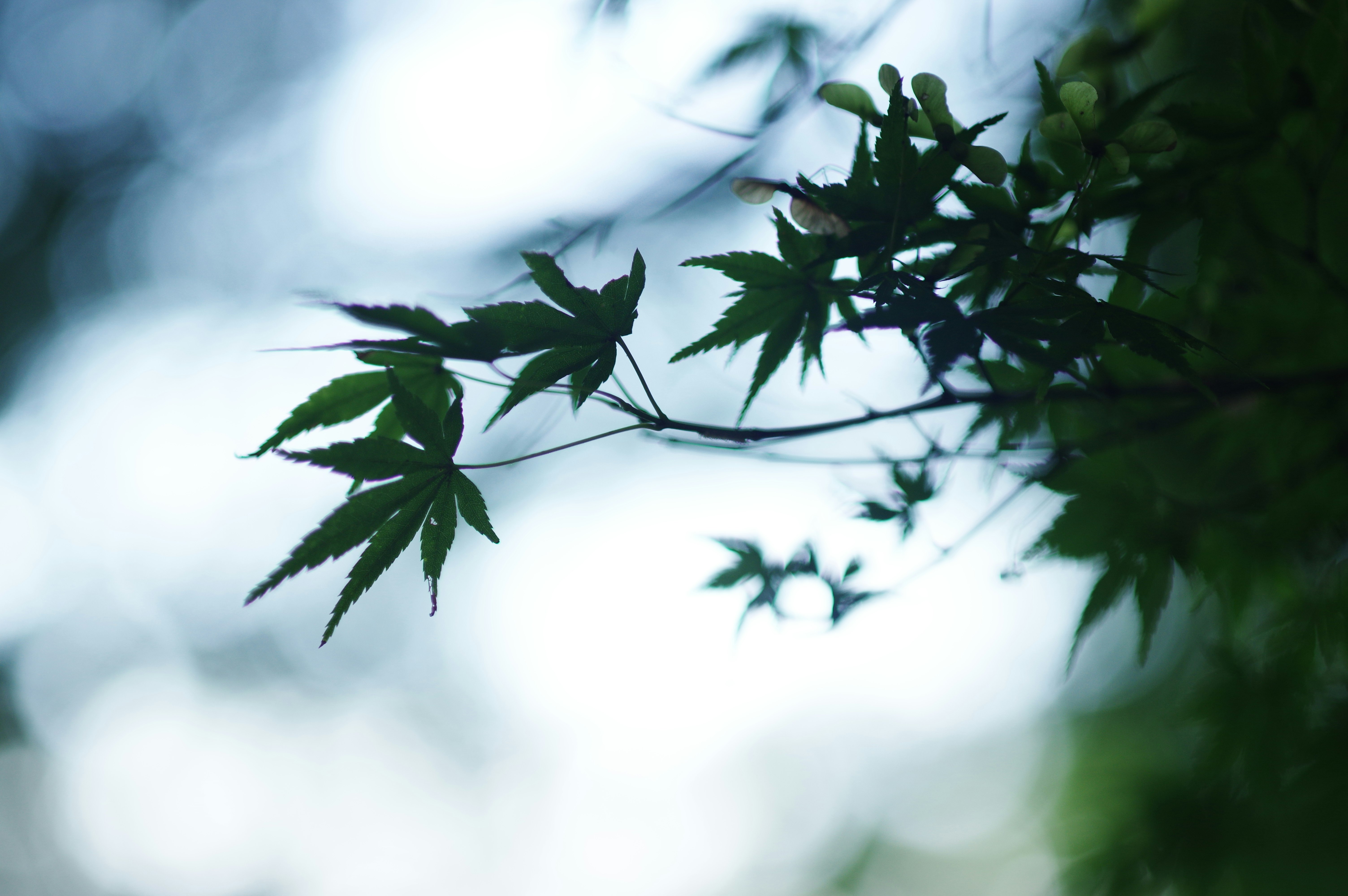 木の葉が揺れる柔らかな逆光の空