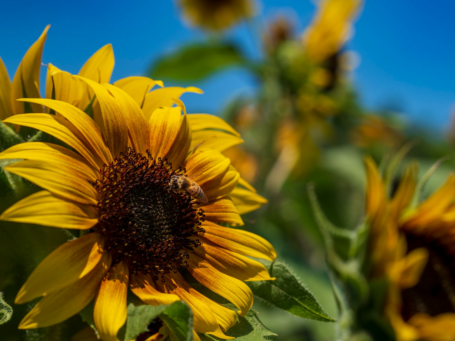 Nahaufnahme von Sonnenblumen, die unter blauem Himmel blühen Helle gelbe Blütenblätter mit sichtbaren Samen in der Mitte