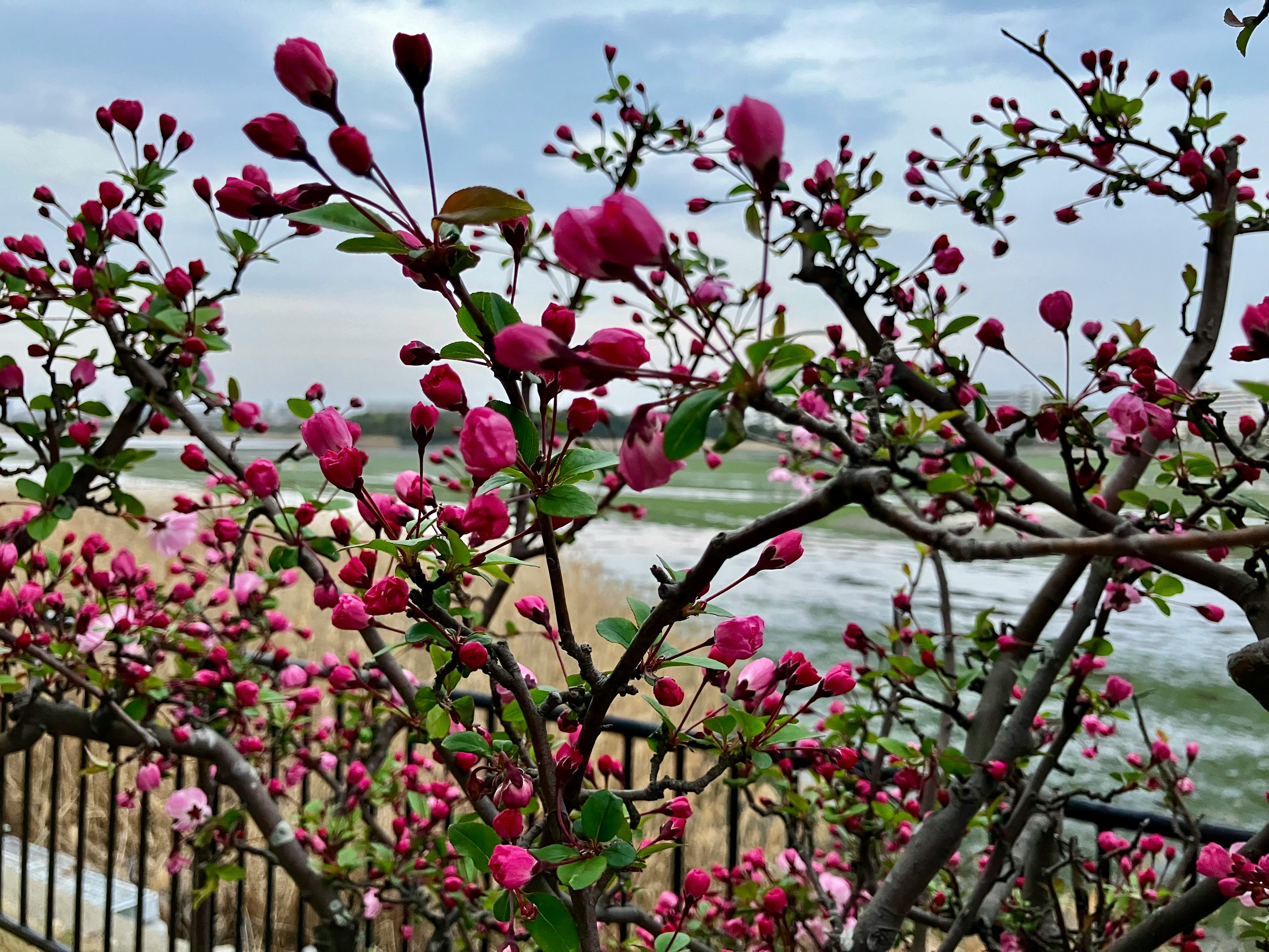 干潟の春に咲くピンクの花と枝先の花房