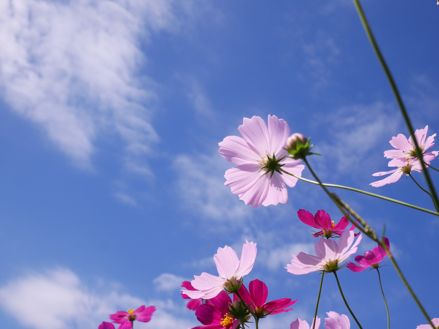 Primo piano di fiori rosa contro un cielo blu con nuvole bianche