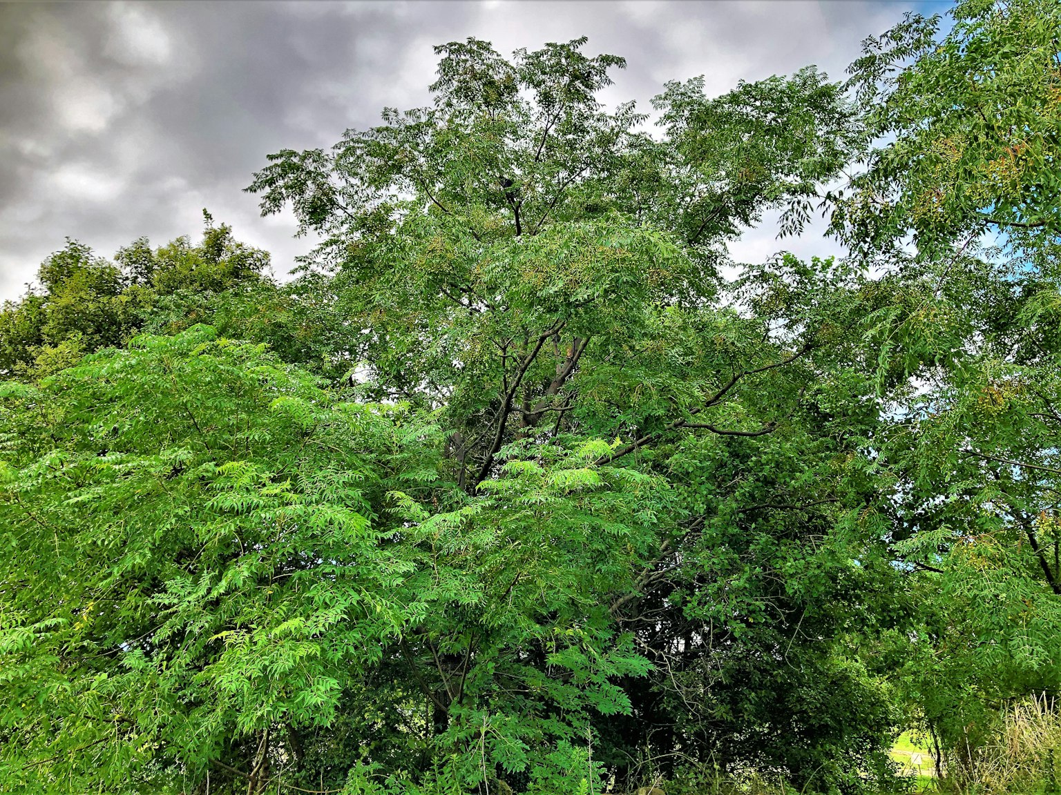 Lush green trees under a cloudy sky