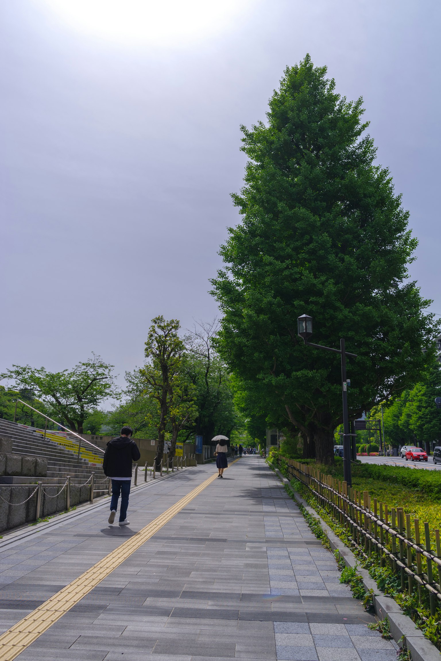 Eine Person, die auf einem von Bäumen gesäumten Weg mit einem großen Baum und bewölktem Himmel geht