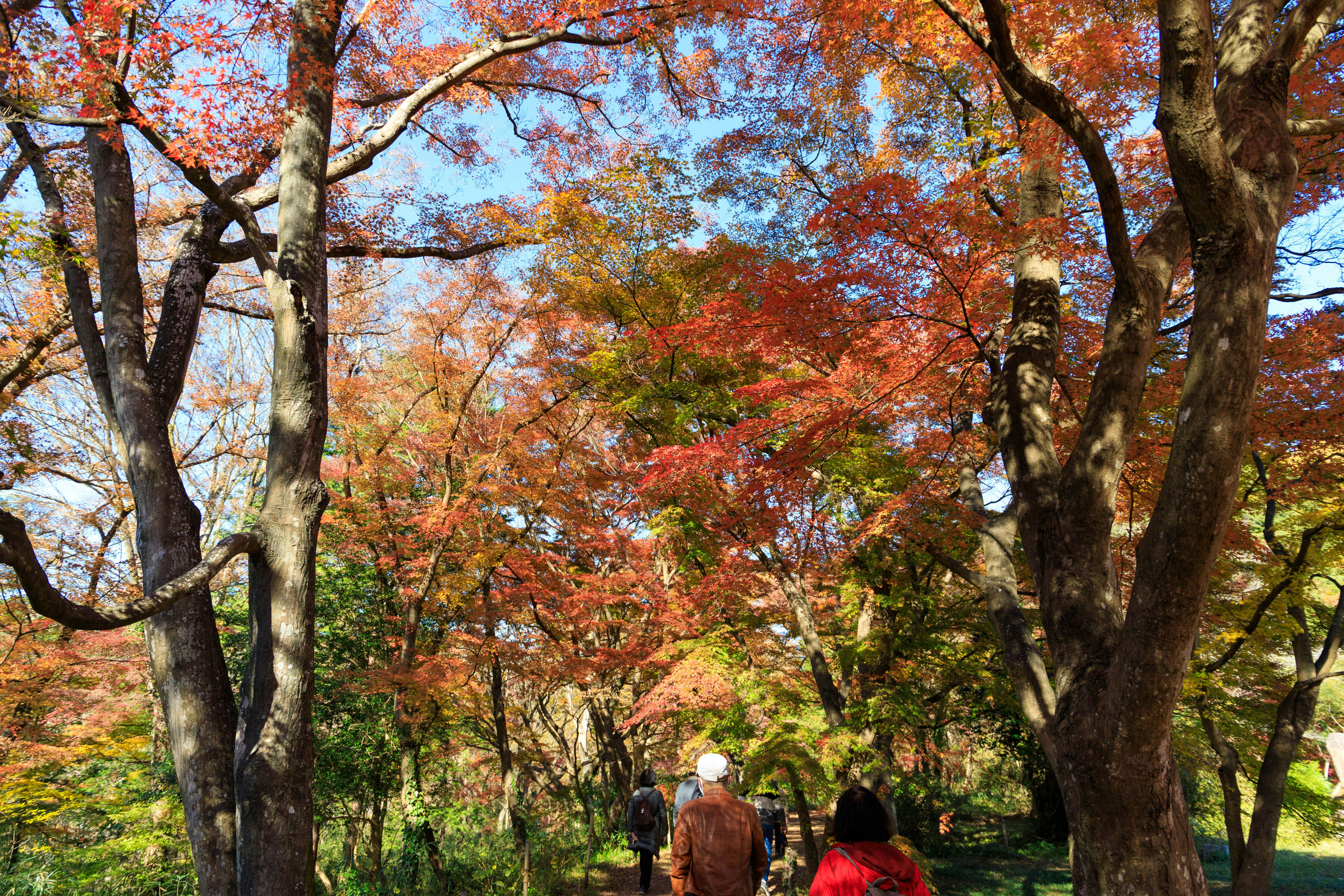 色づく木々の並ぶ公園の散歩道