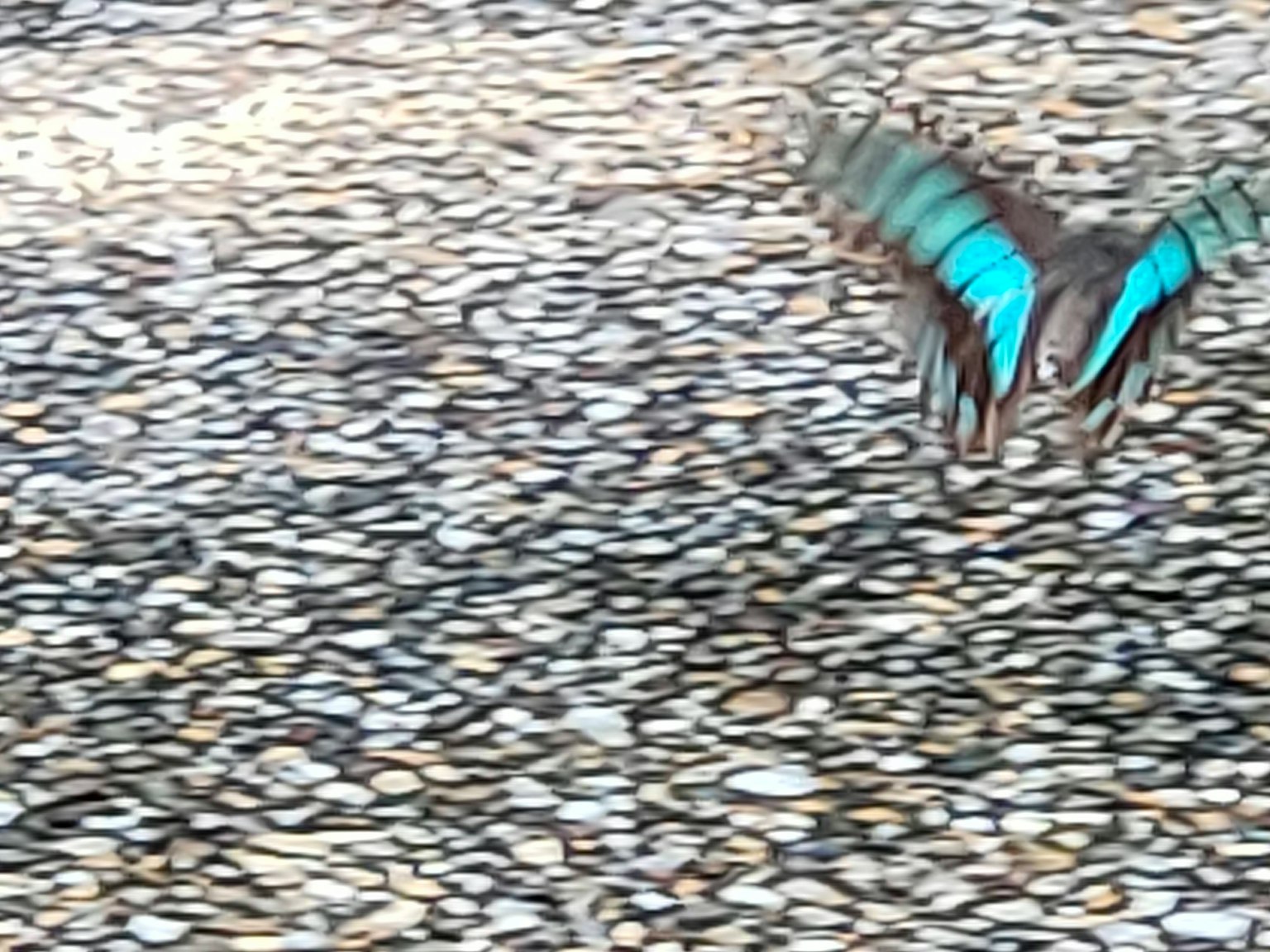 Un papillon avec des ailes bleues volant au-dessus de galets