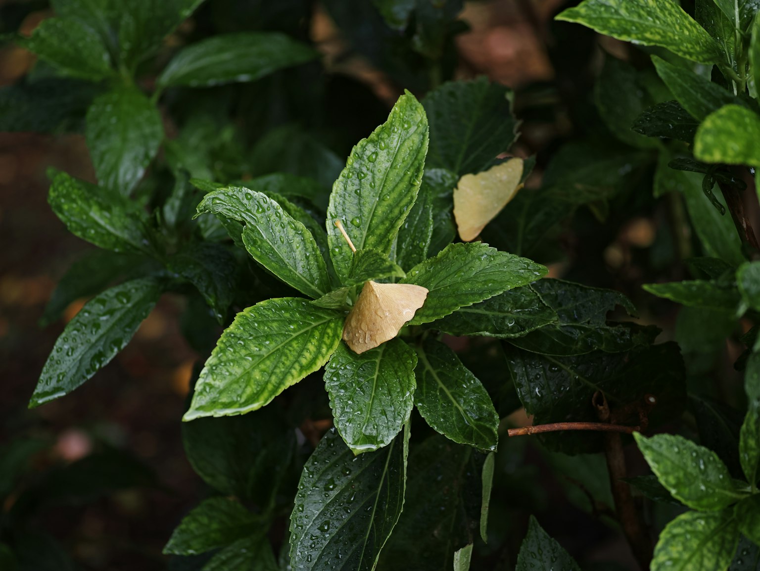 特写绿色叶子上有水滴的植物