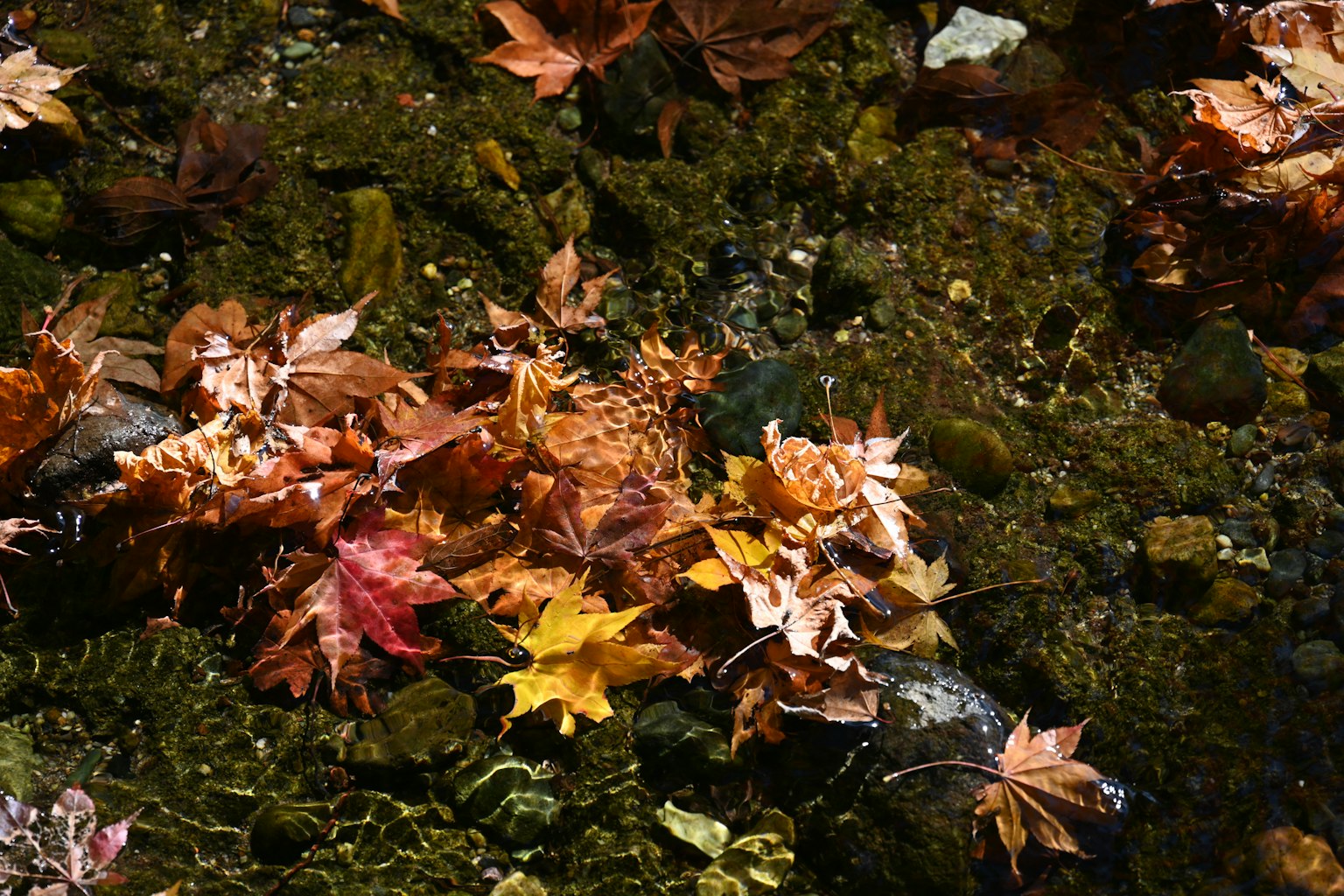 Colorful autumn leaves floating on the water surface with moss