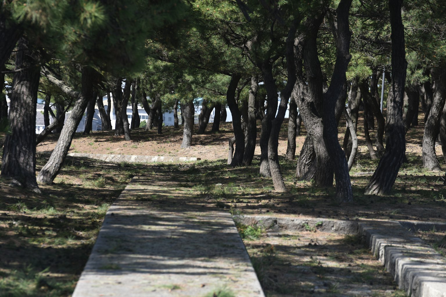 Camino pavimentado a través de un bosque frondoso