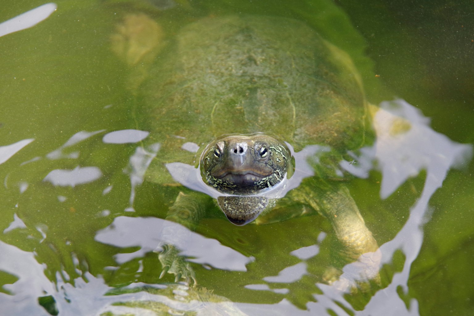Nahaufnahme des Gesichts einer Schildkröte über grünem Wasser sichtbar