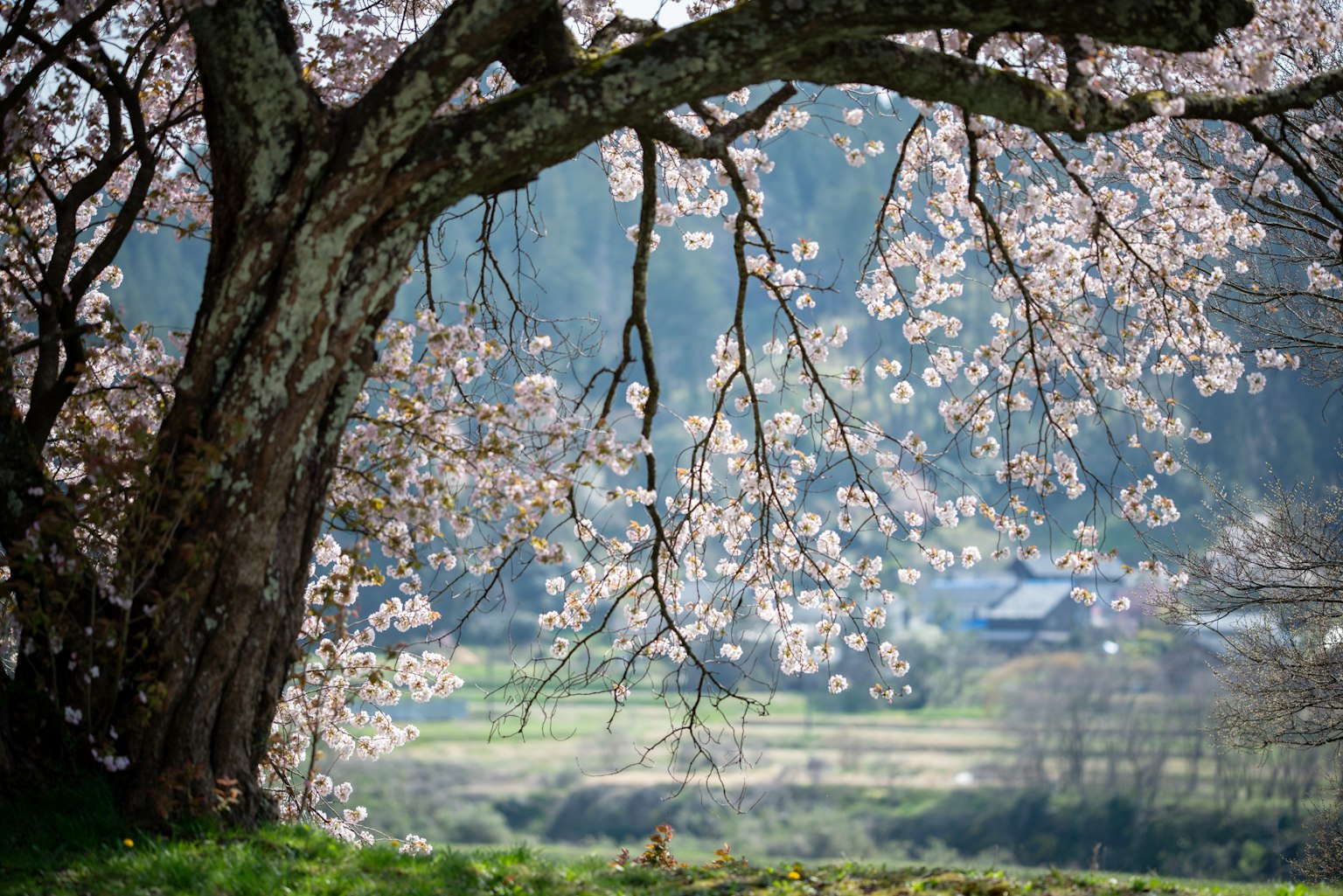 樱花树与远处的风景